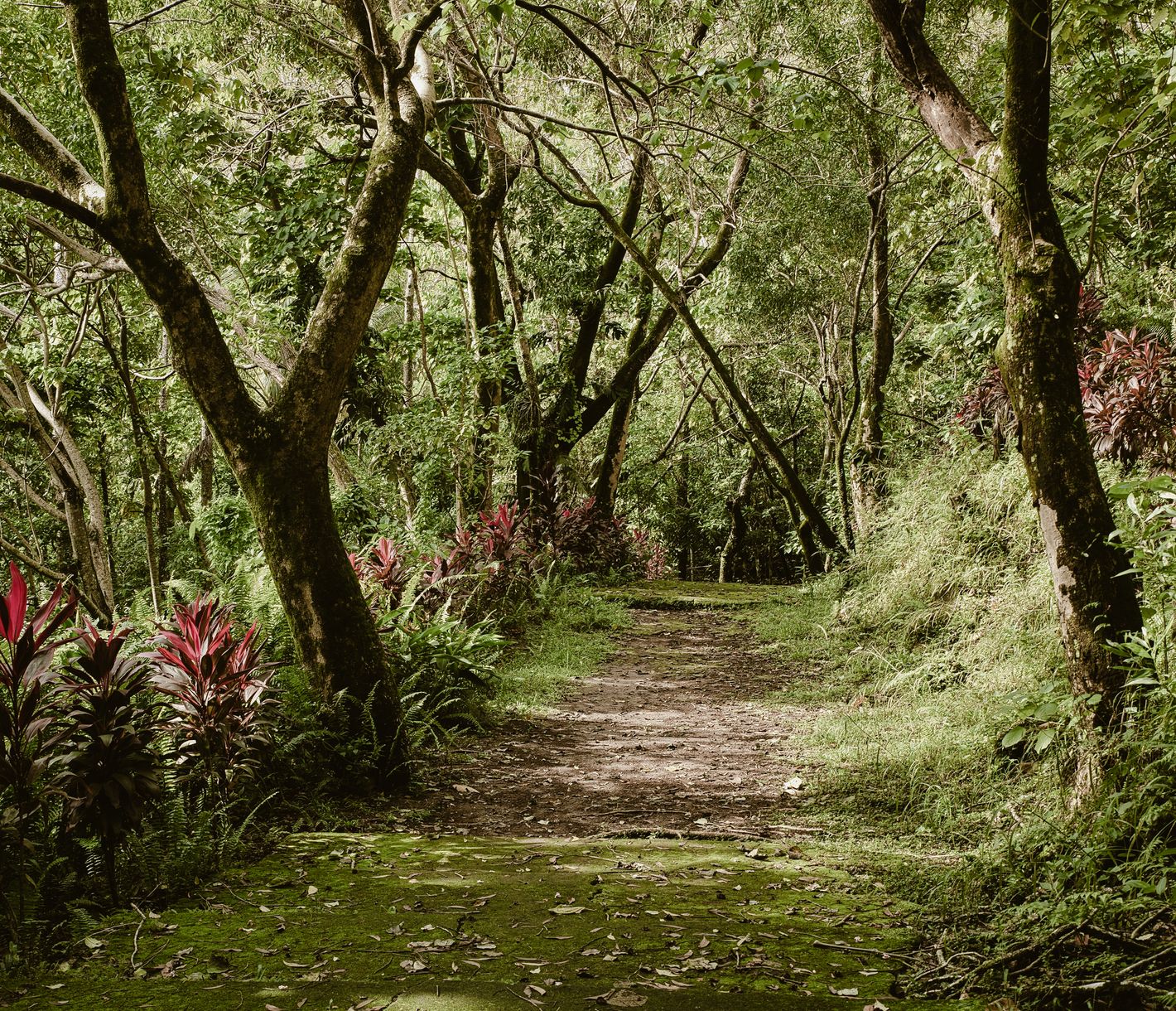 Auch das ist Camiguin: ein kleiner Pfad inmitten eines dichten grünen Regenwaldes.