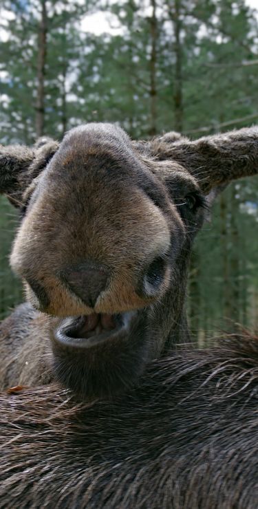 Tierpark Skane in Höör