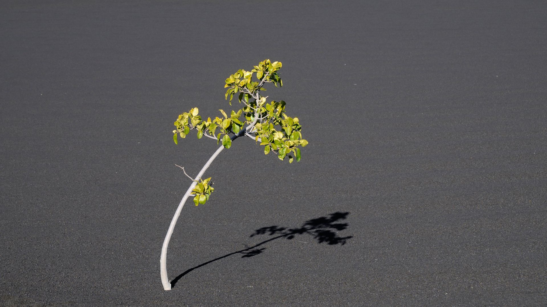 Neues Leben auf einem Aschefeld in der Chã das Caldeiras, Fogo