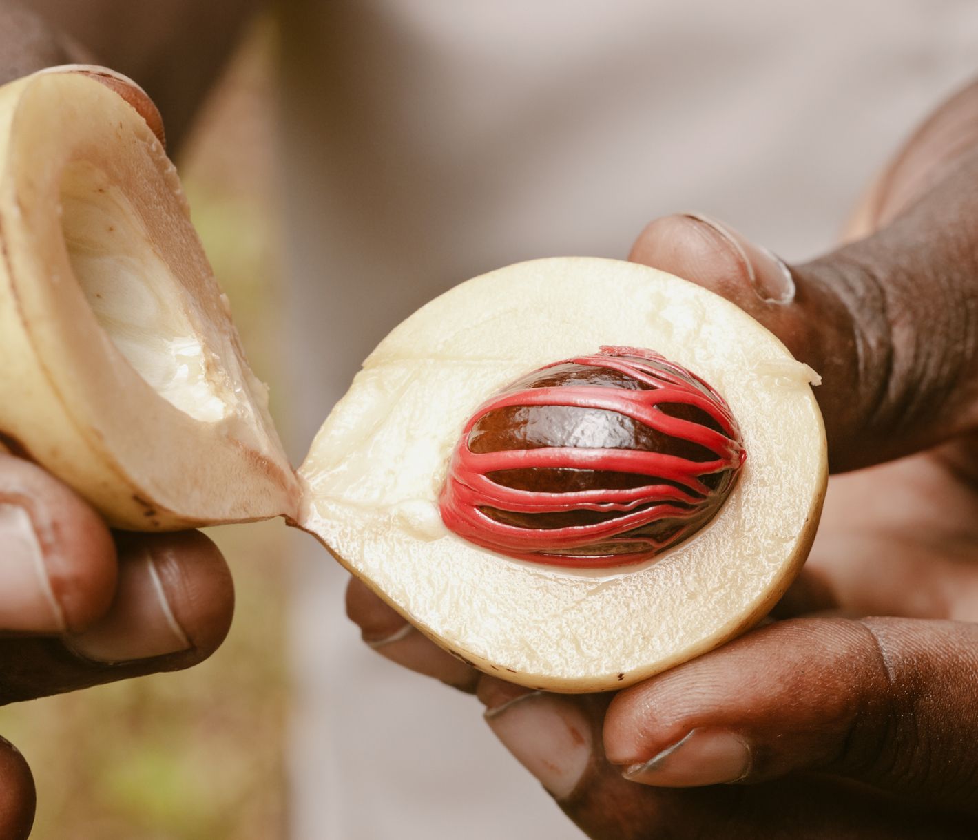 Frisch geerntete Muskatnuss in Sansibars Gewürzgärten
