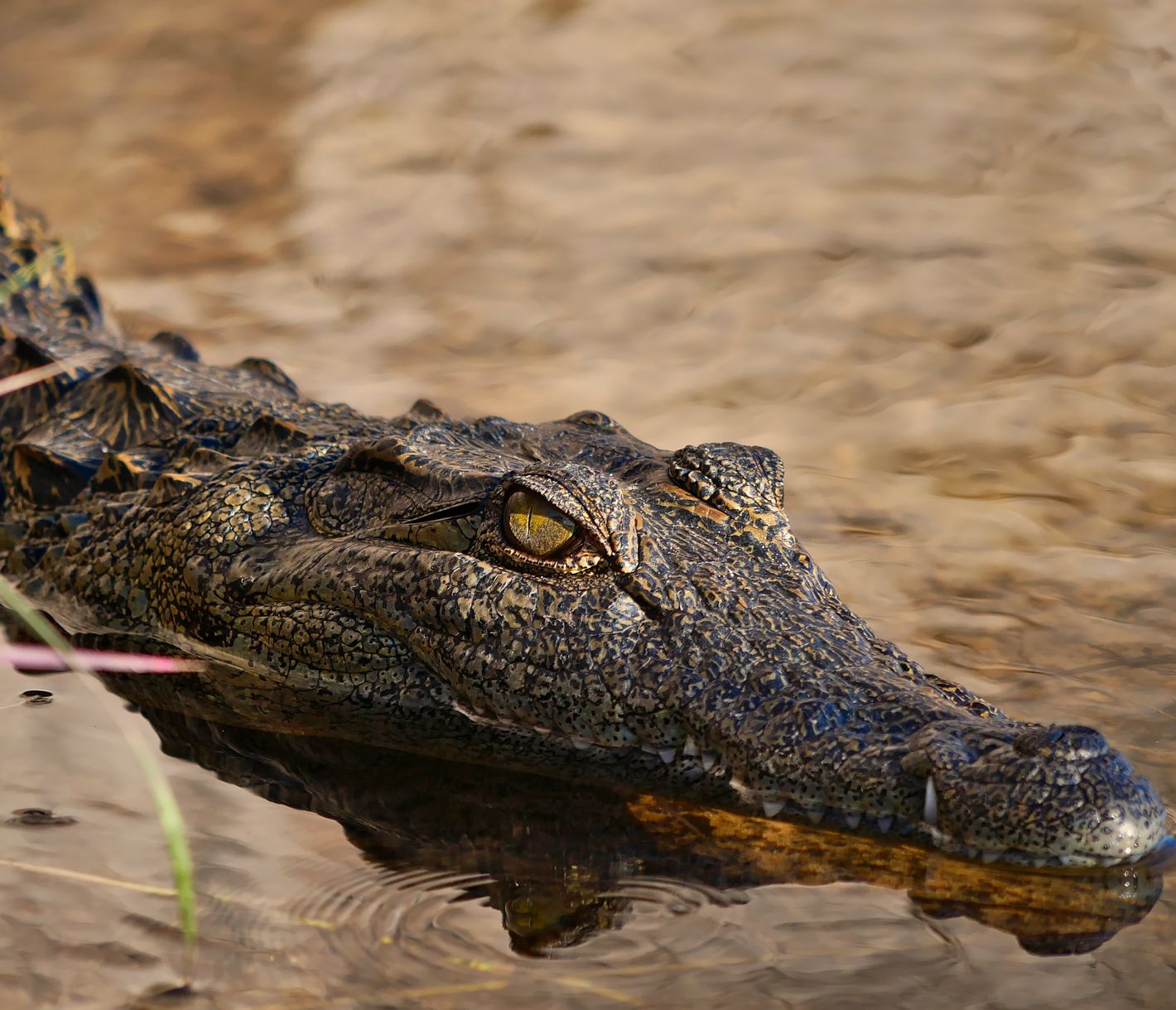Krokodile sind erfolgreiche, lautlose Lauerjäger.