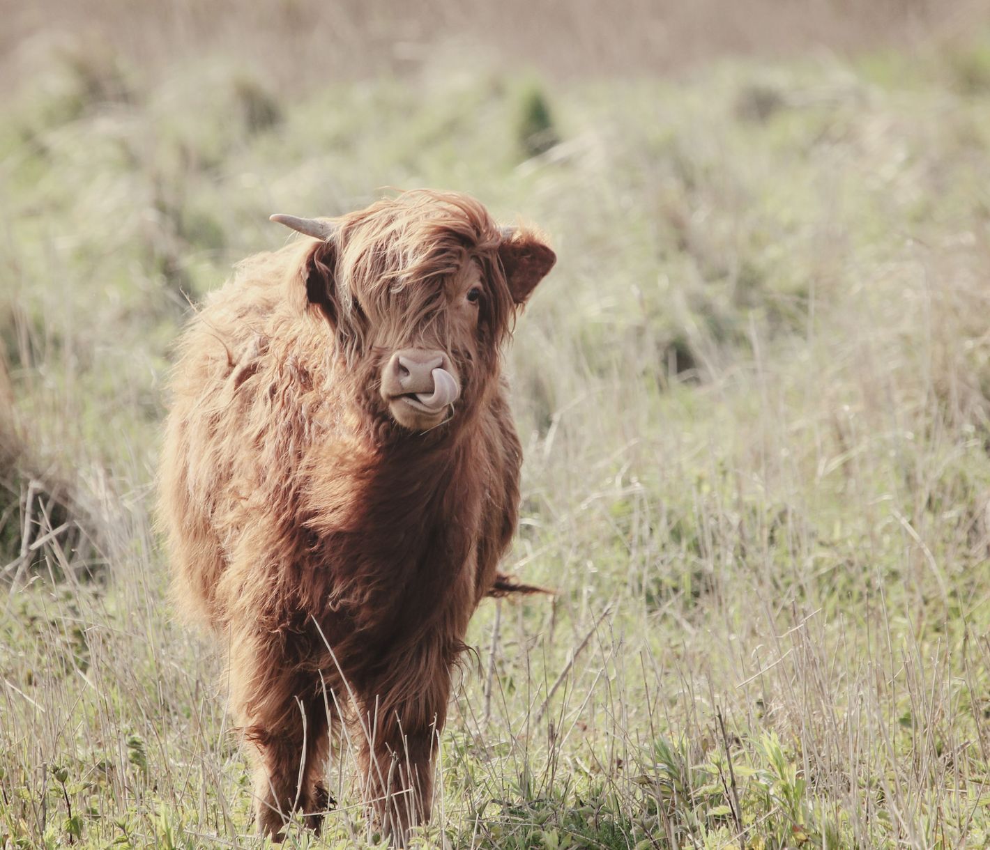 Das Hochlandrind im Friesland