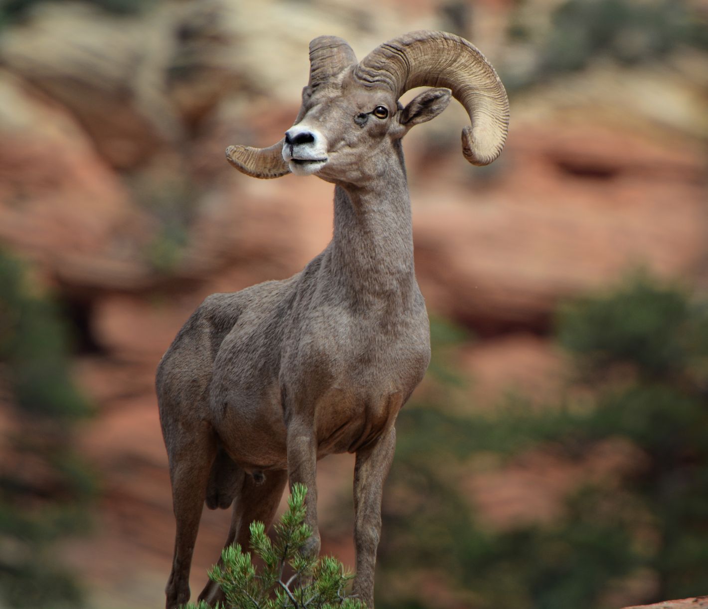 Die Wüsten-Bighorn-Schafe leben in im Sommer heissen und trockenen Gebieten.