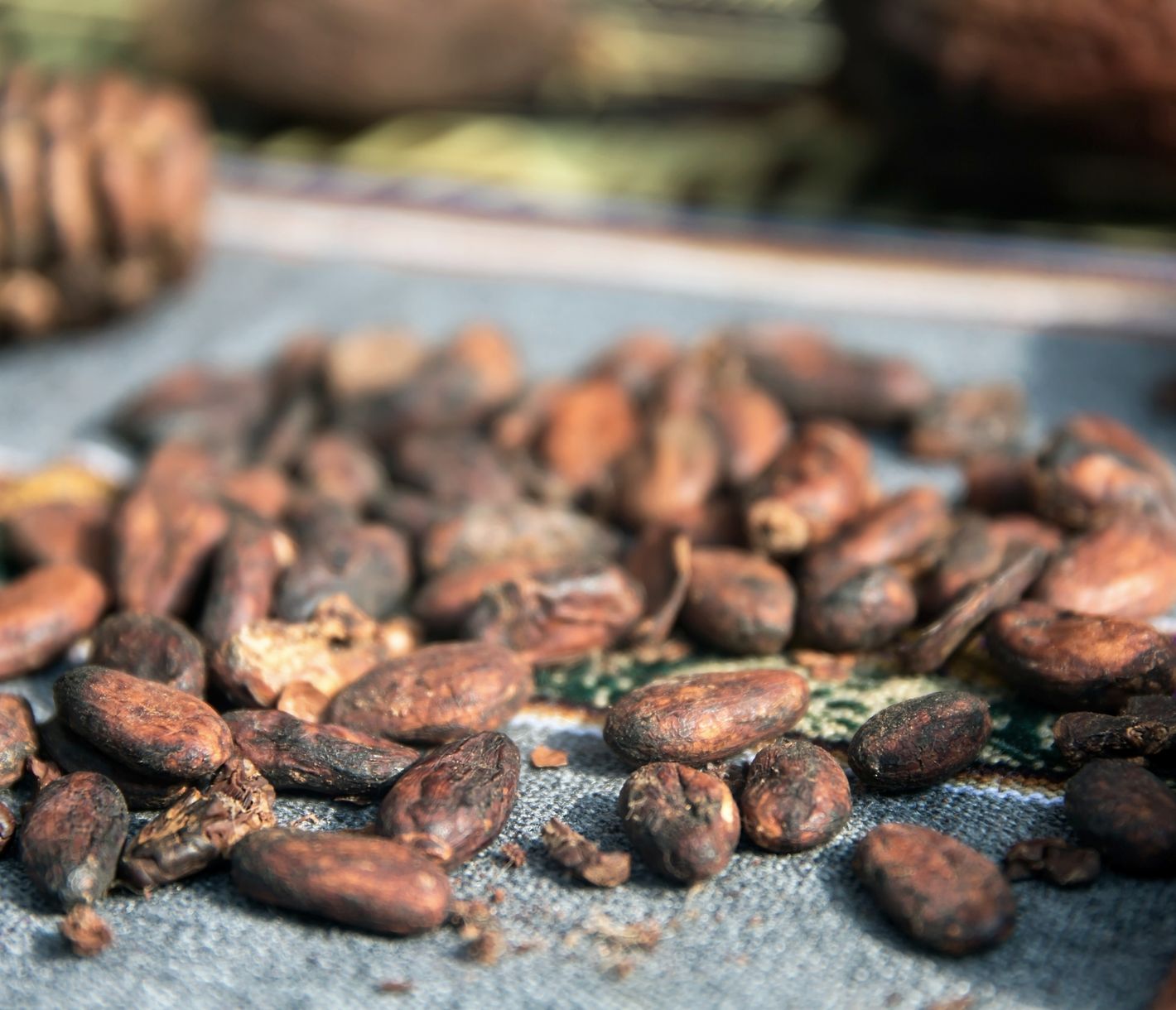 Museo del Chocolate, Uxmal