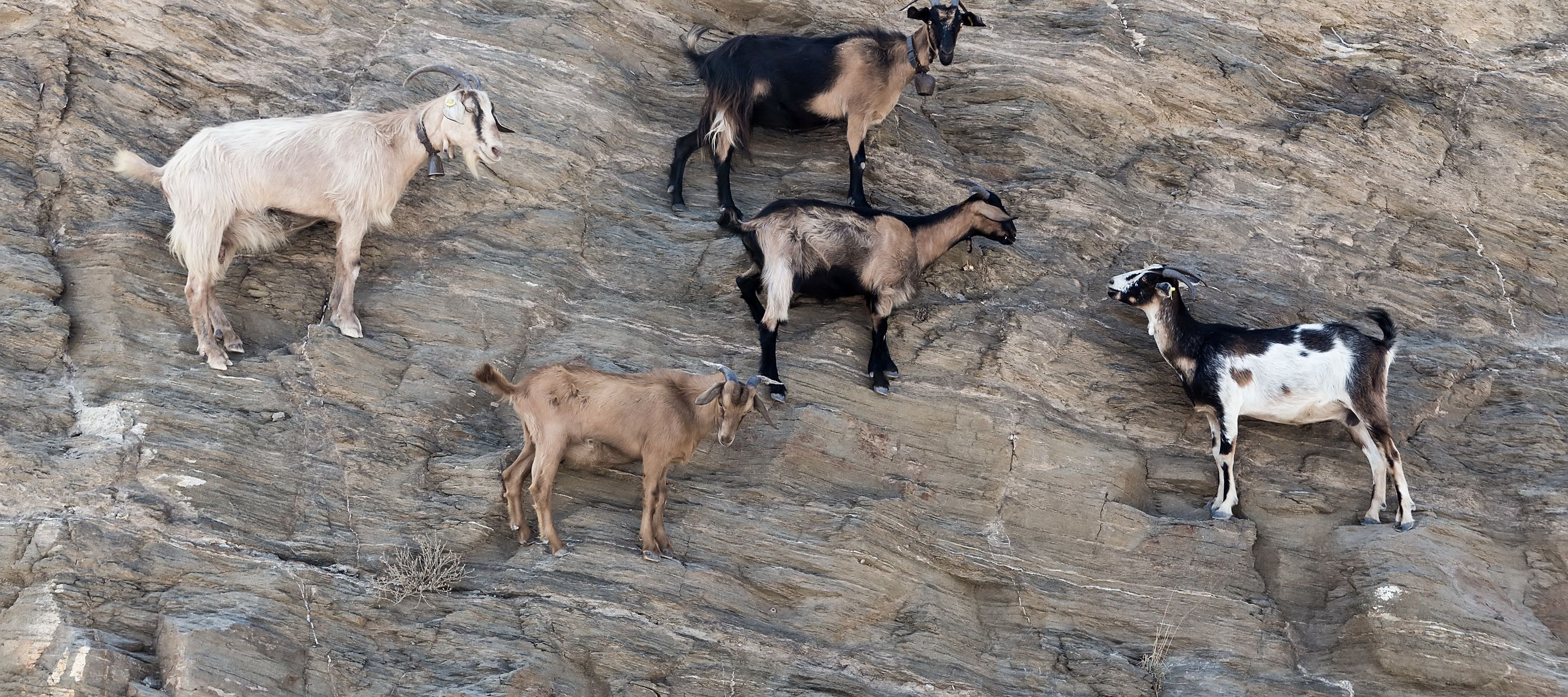 Ziegen erklimmen den Berg über dem Strand Agia Theodoti.