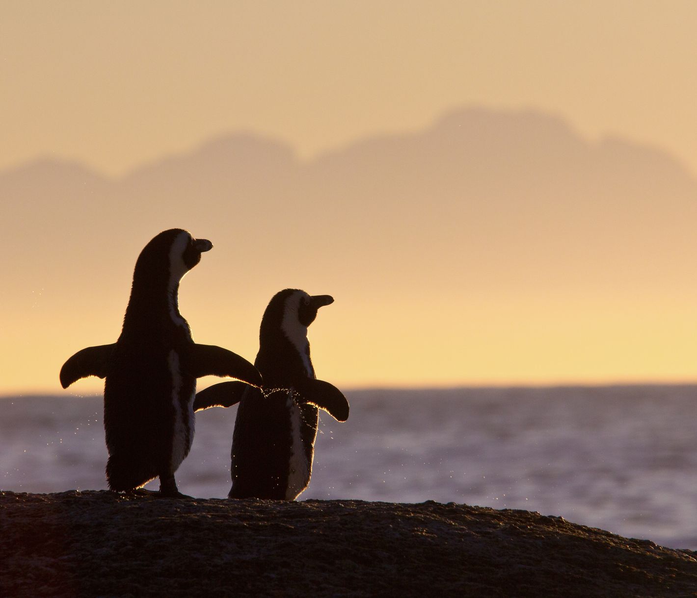 Pinguin-Pärchen im Sonnenuntergang am Boulders Beach, Kapstadt