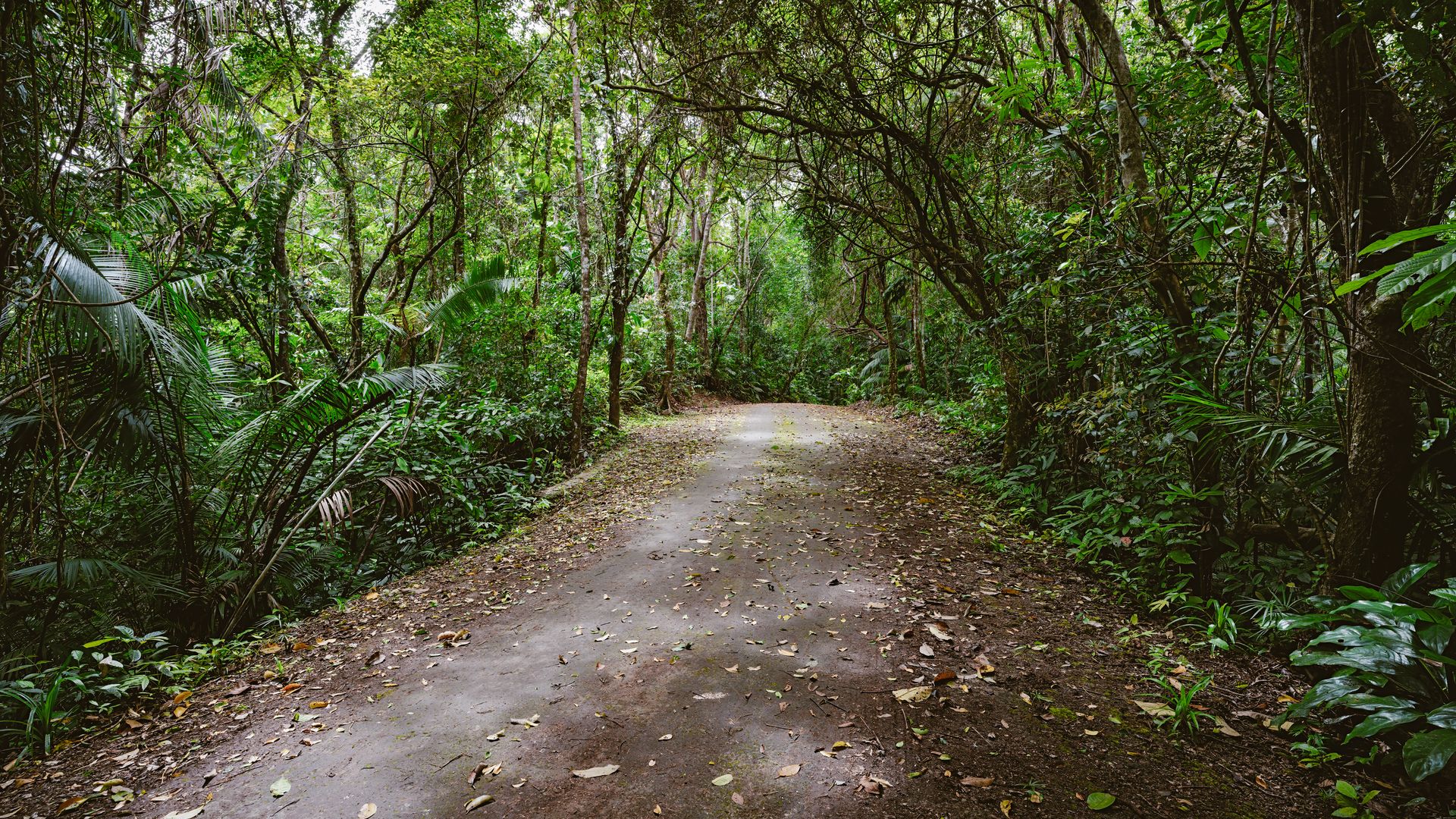 Der Mt. Bandilaan bietet Ausblicke vom höchsten Punkt Siquijors.