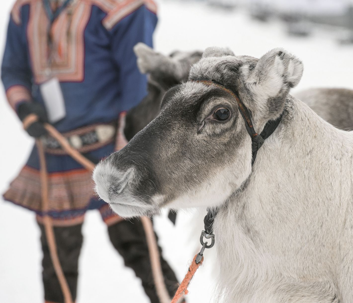 Die Kultur der Samen in Lappland erleben