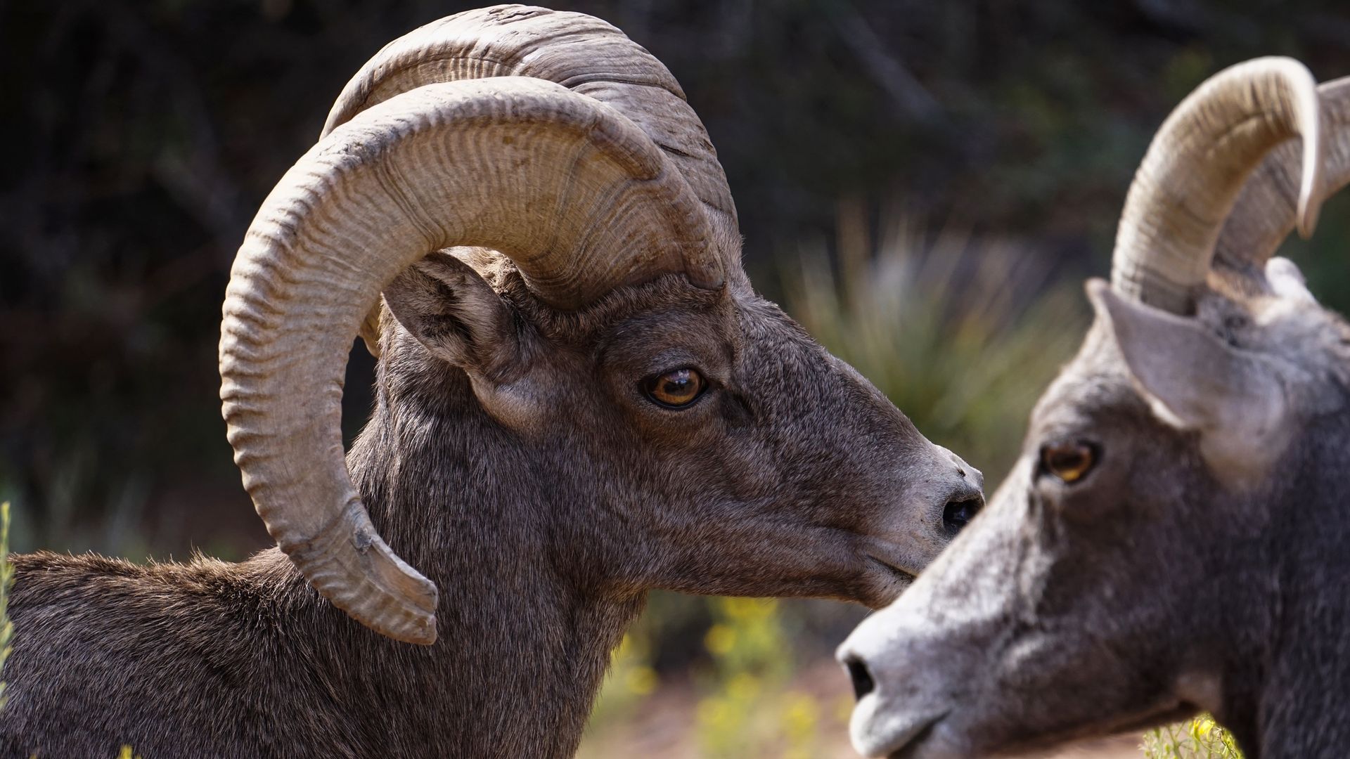 Un mouton à cornes dans le parc national de Zion
