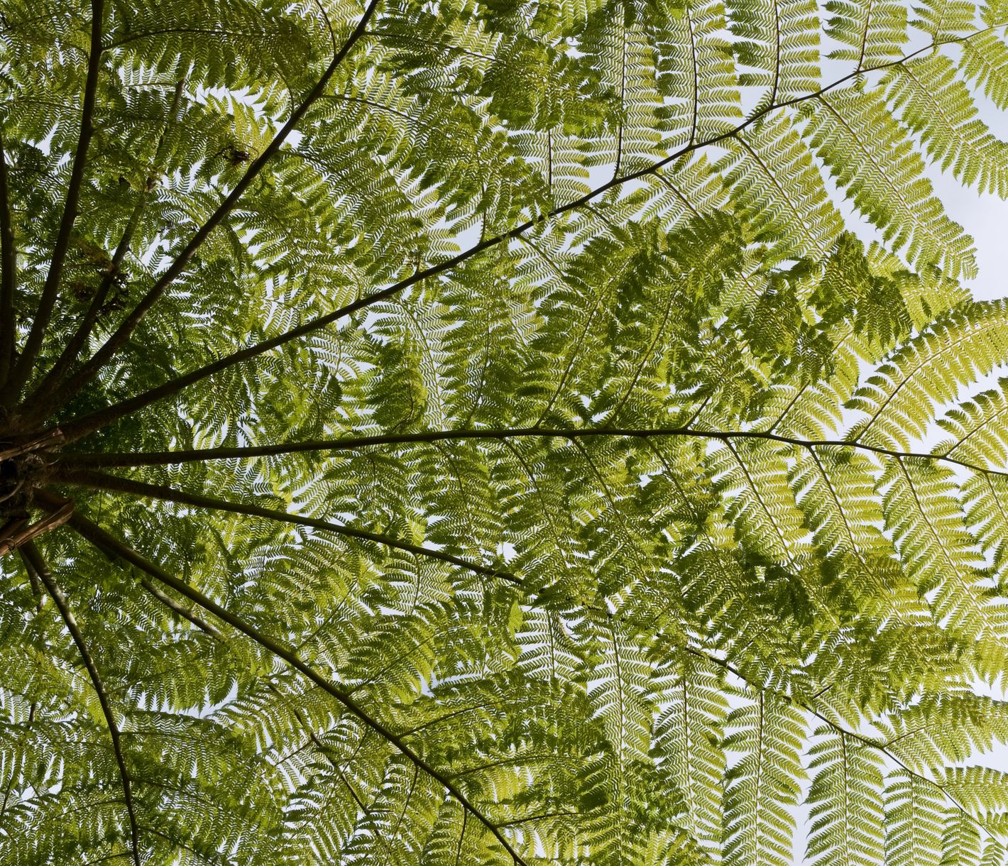 Waldbaden auf Mauritius mit Blick auf einen endemischen Farnbaum.