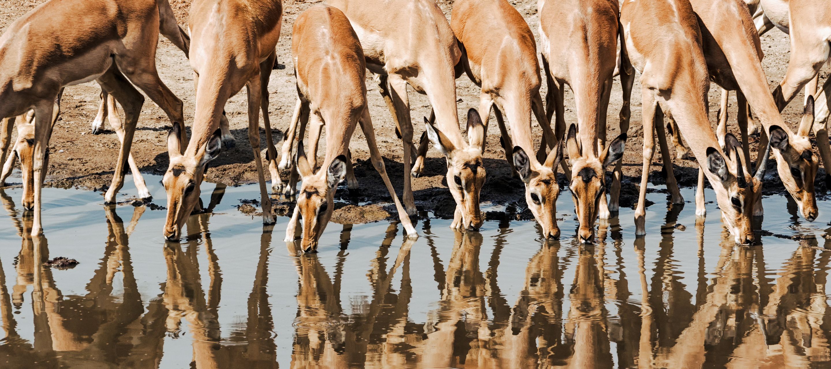 Gruppe Impalas beim Wassertrinken