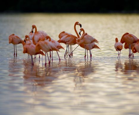Flamingos im «Reserva de la Biosfera Ria Celestun» am Golf von Mexiko