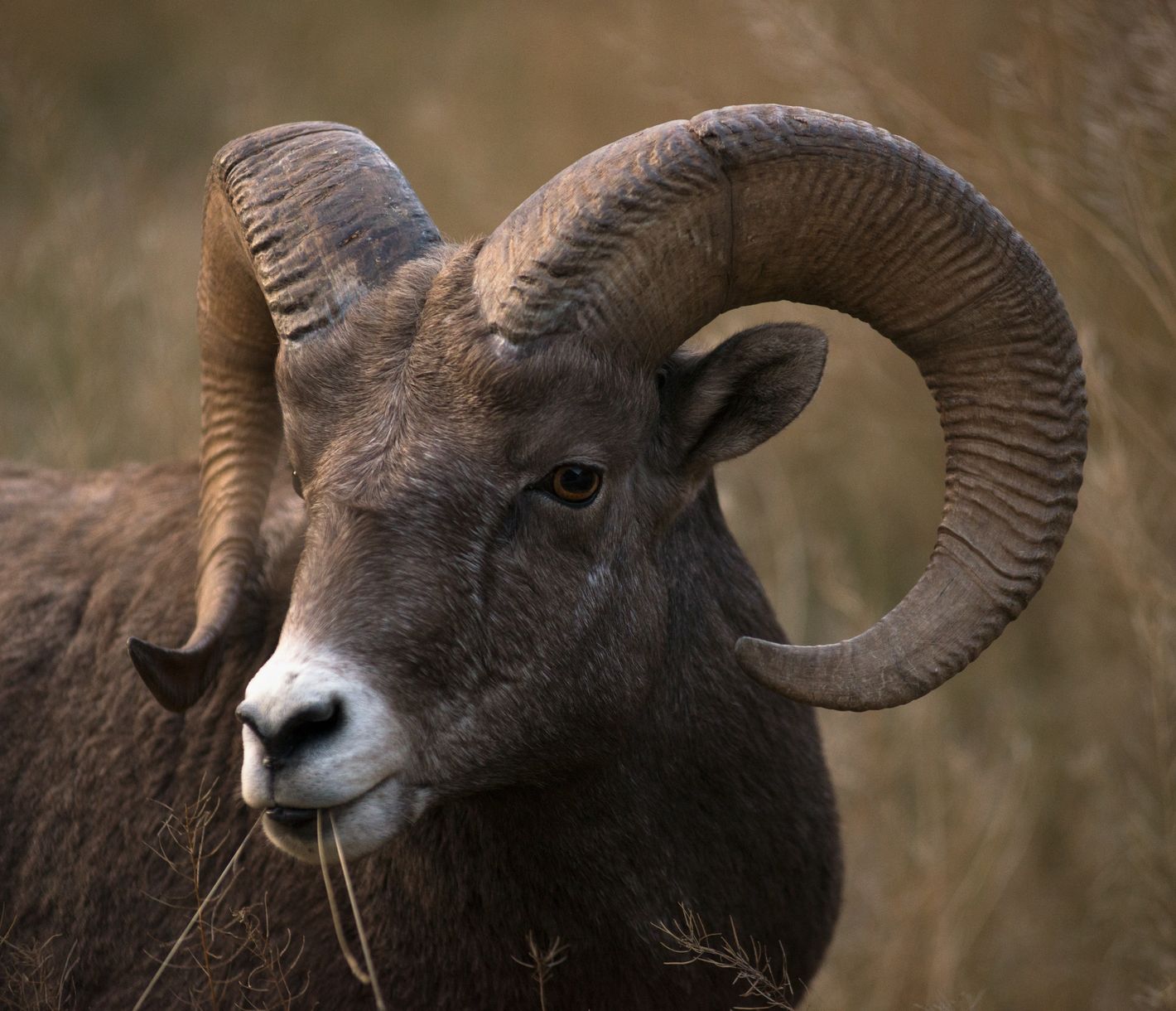 Dickhornschafe live erleben