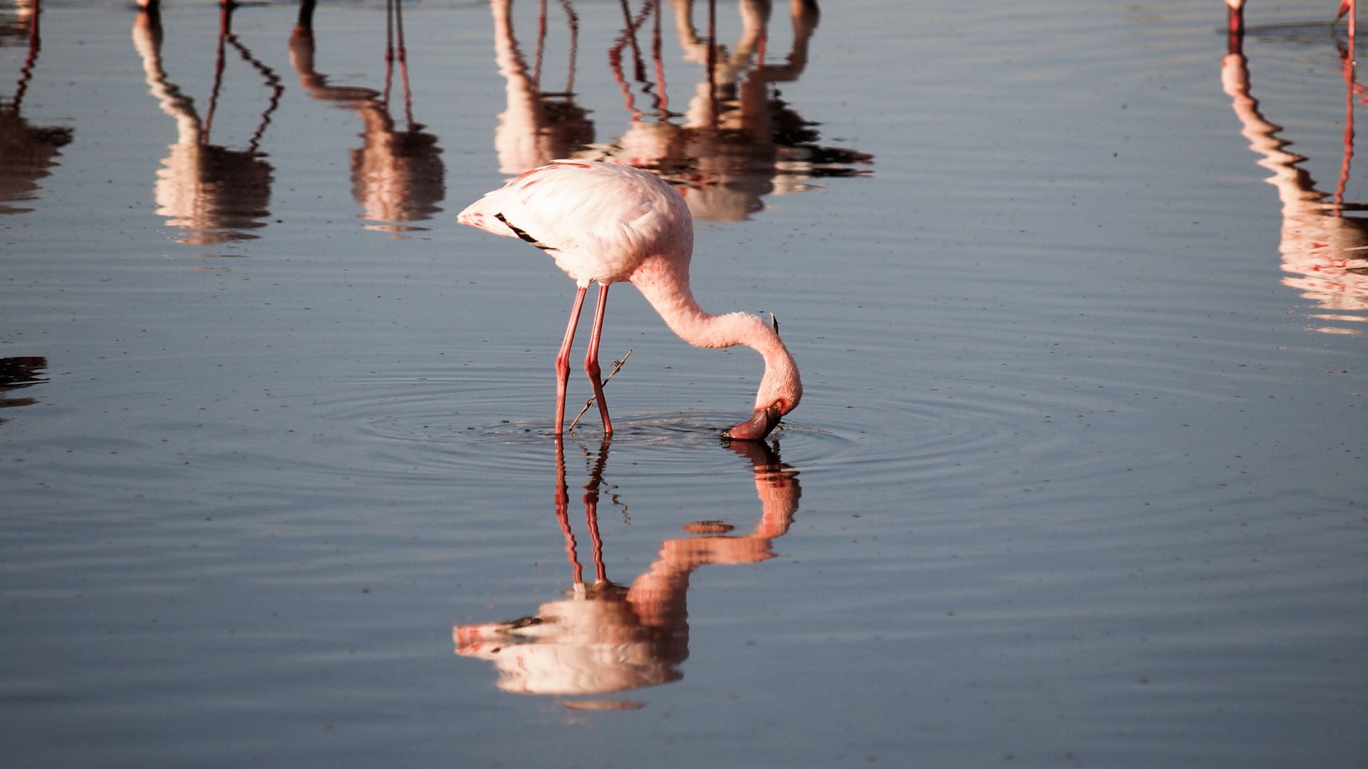 Flamingos in der Lagune von Walvis Bay bei Swakopmund
