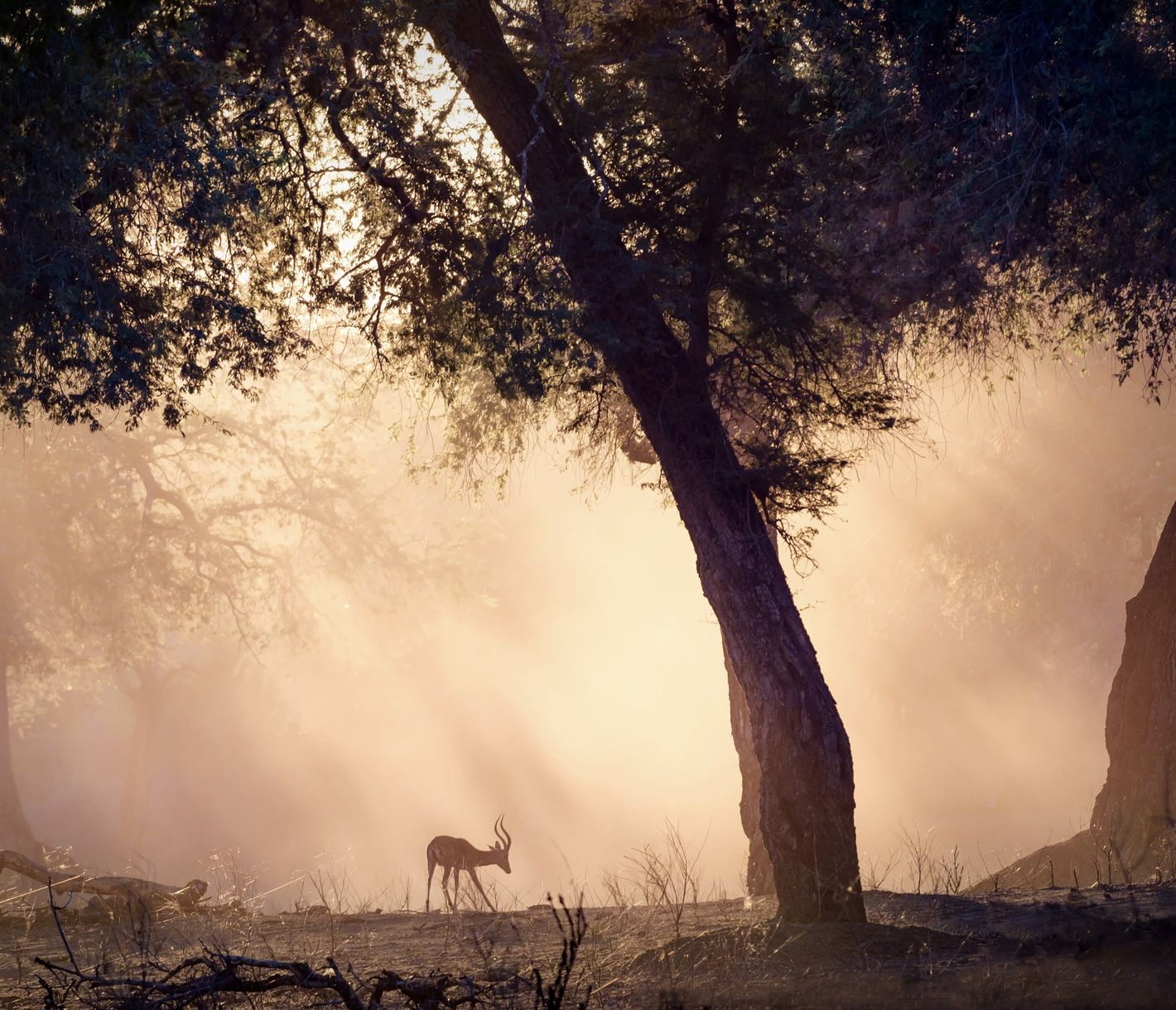 Des impalas prennent leur petit-déjeuner aux premiers rayons du jour