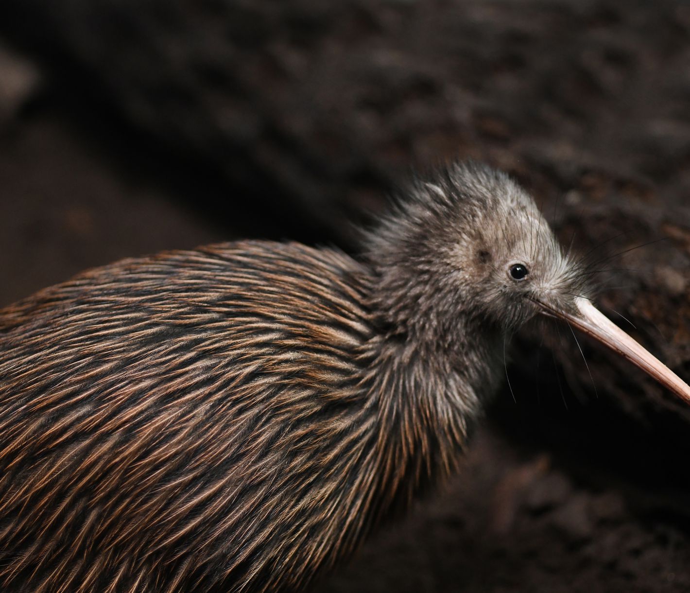 L'animal national de Nouvelle-Zélande