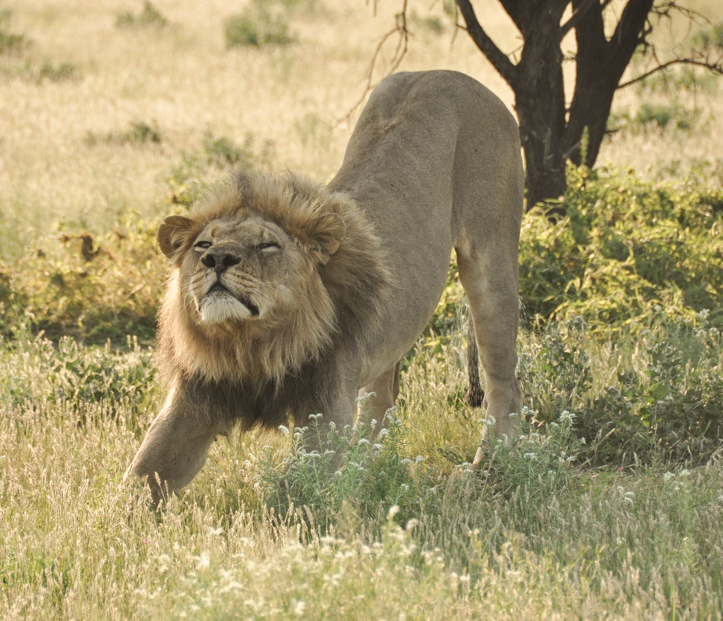 Löwe streckt sich nach seiner Siesta