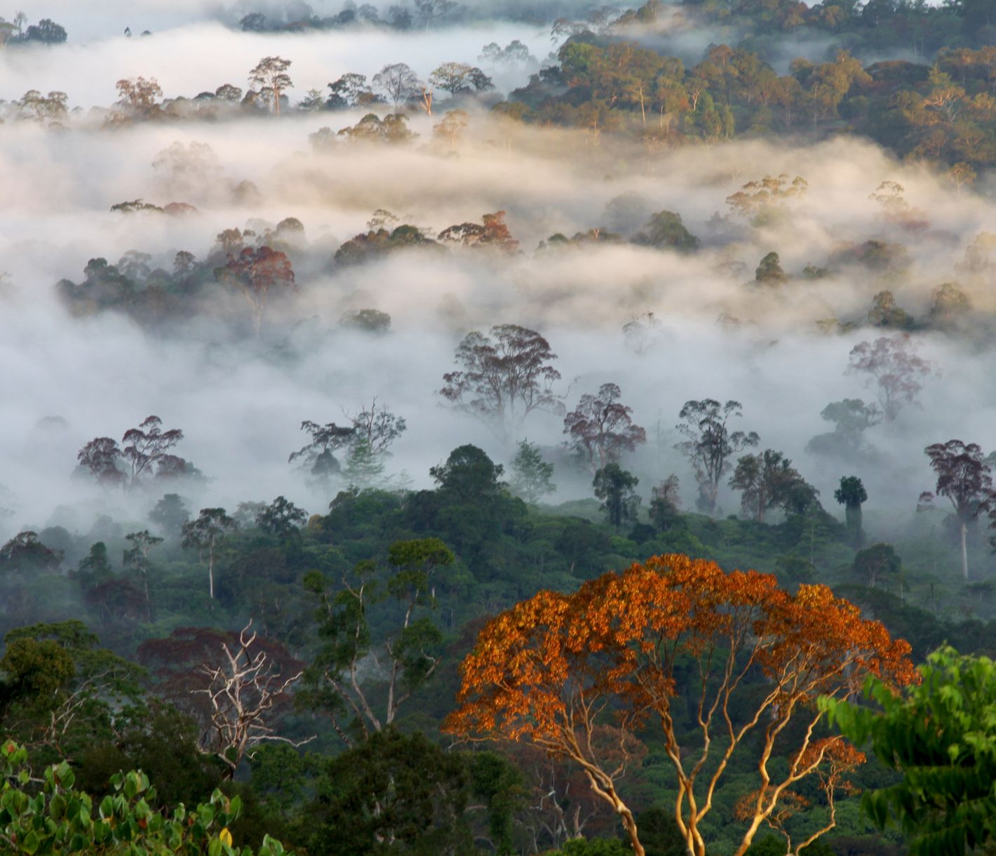 Der Regenwald von Borneo