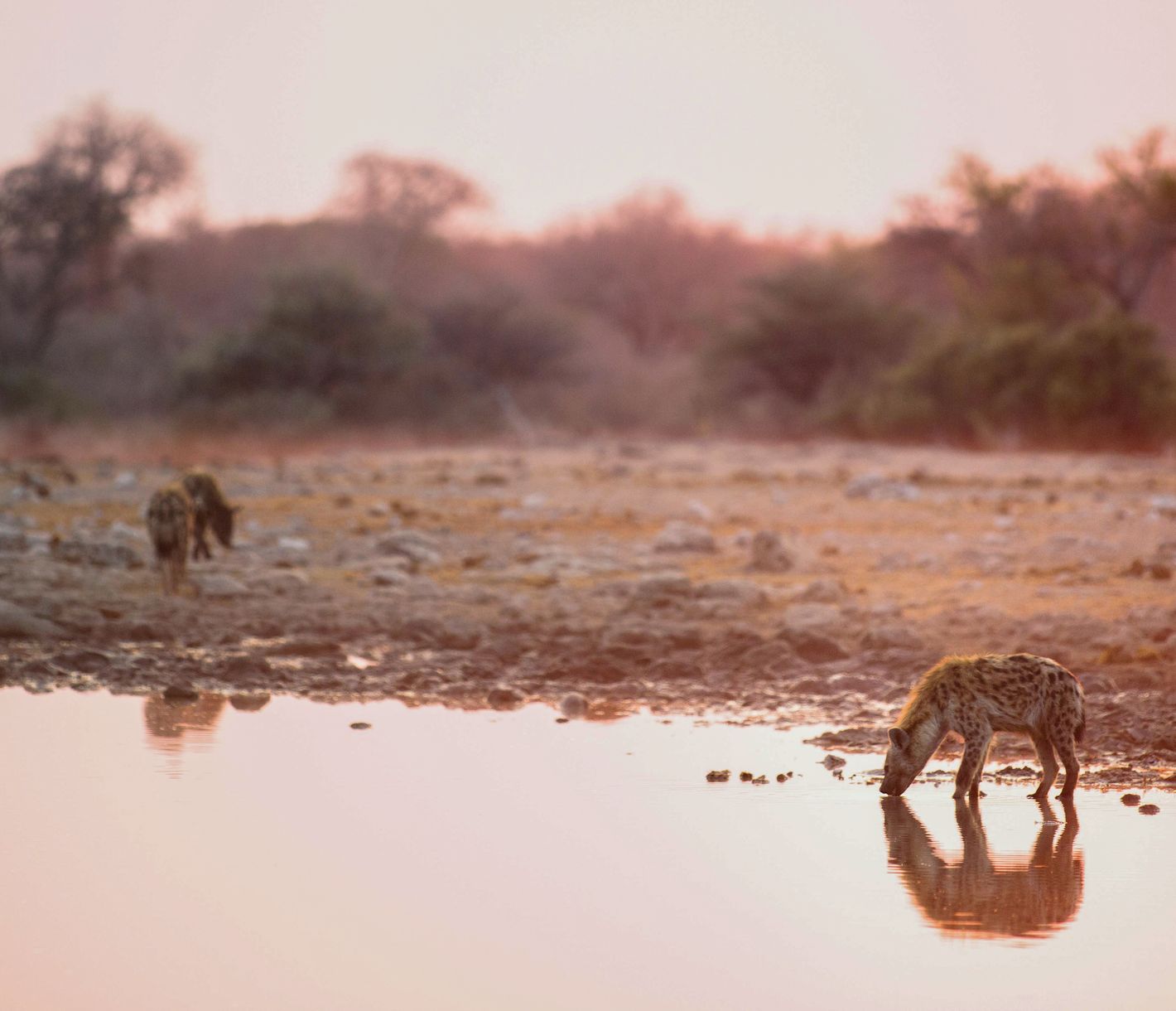 Un troupeau de hyènes s'abreuve au lever du soleil.