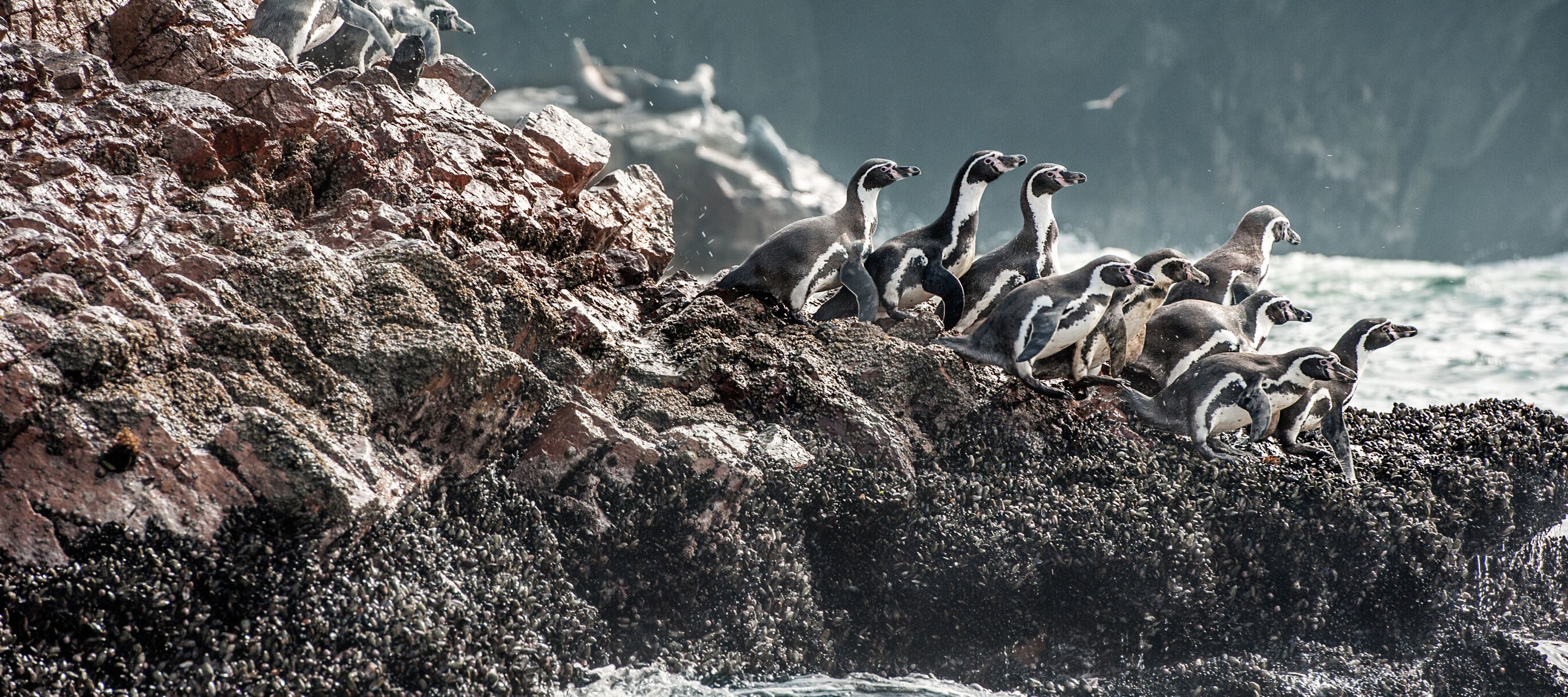 Les îles Ballestas, surnommées les petites Galápagos du Pérou