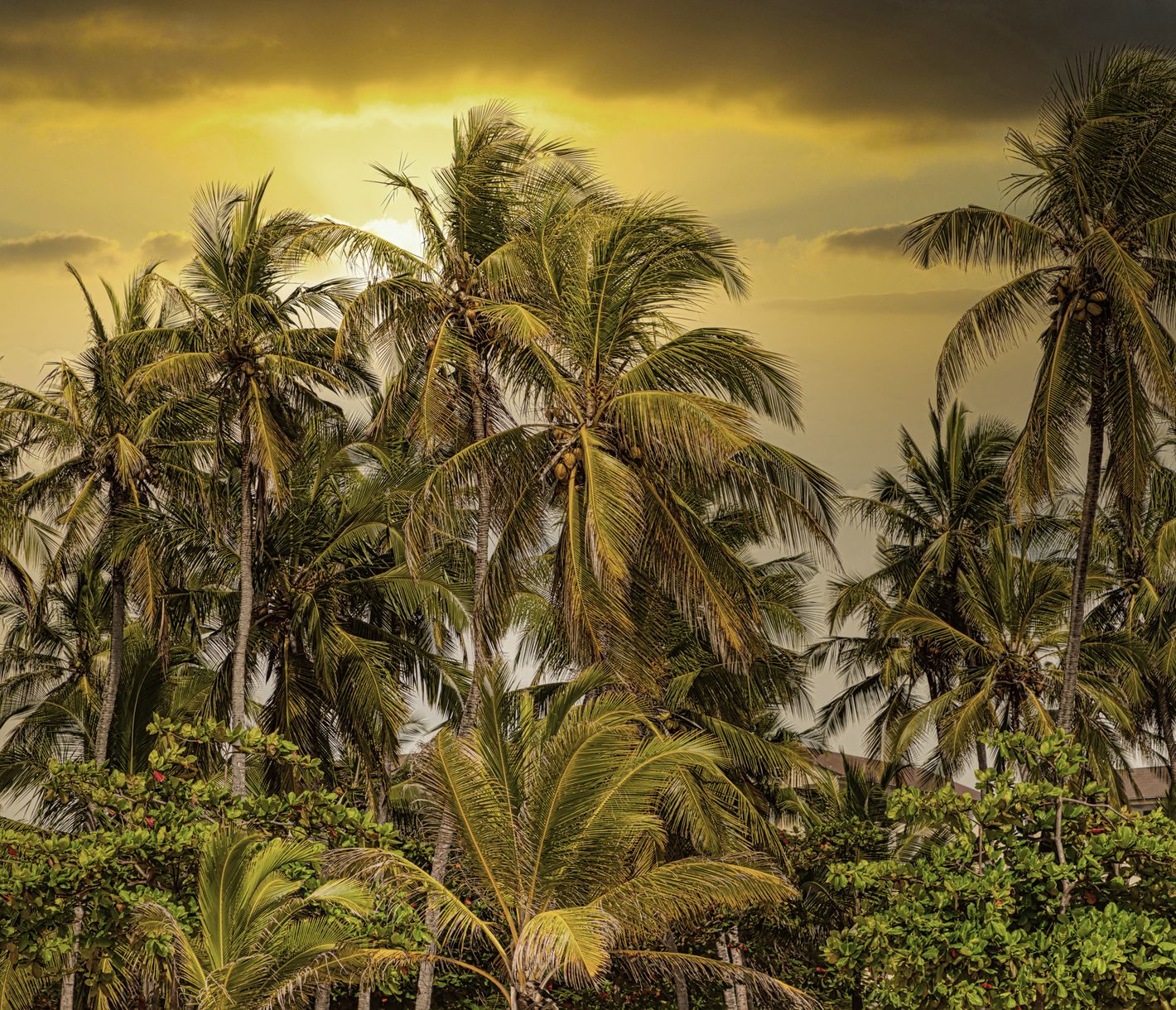Sonnenuntergang über den Palmen des Diani-Strandes in Kenia