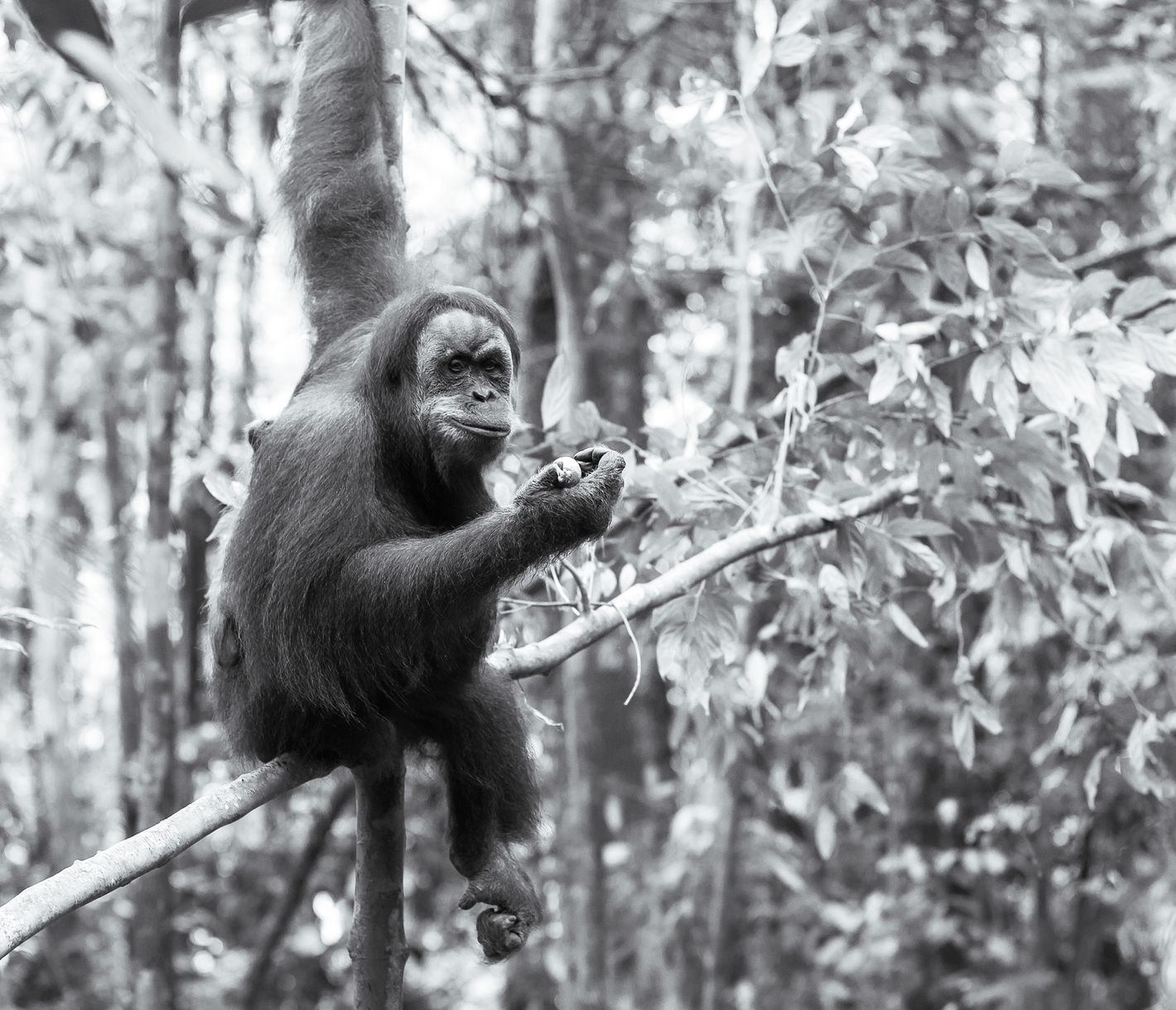 Orang-Utans hautnah beobachten