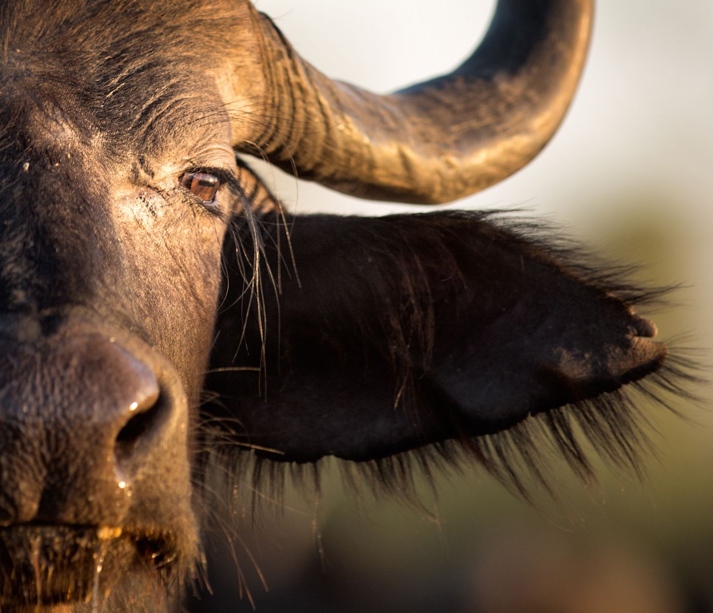 In Namibia leben Büffel ausschliesslich im Sambesi-Streifen.