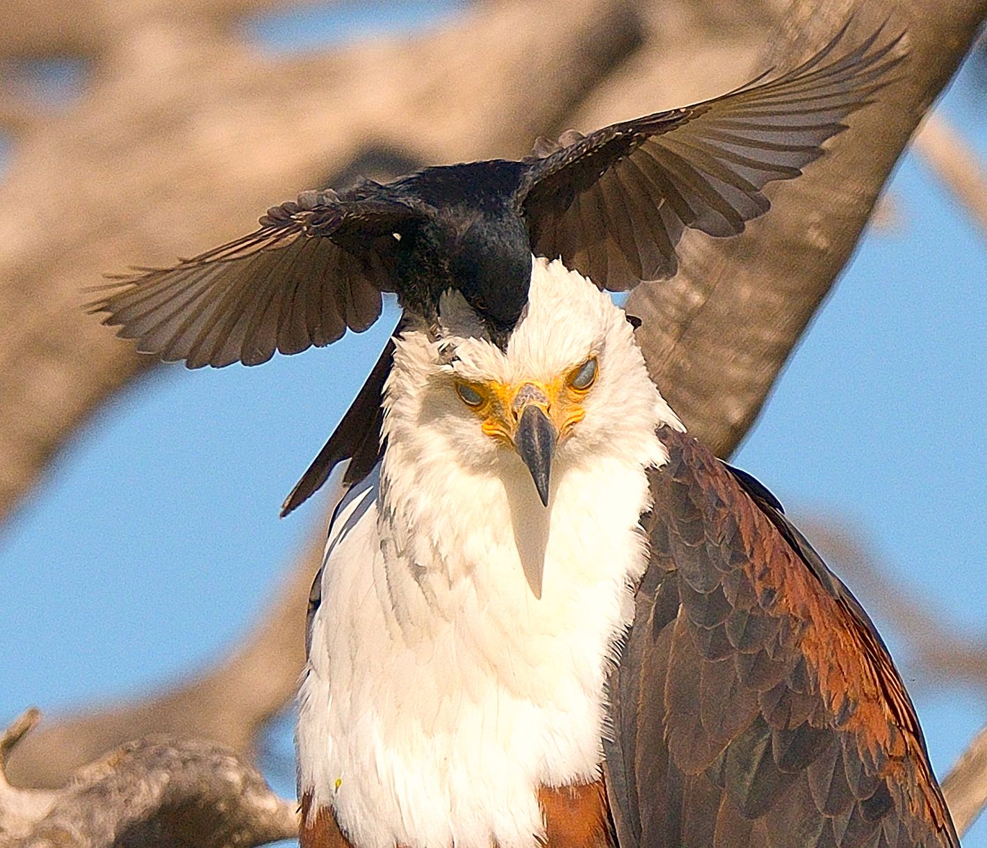 Ein Seeschreiadler lässt sich von einem Drongo Parasiten entfernen