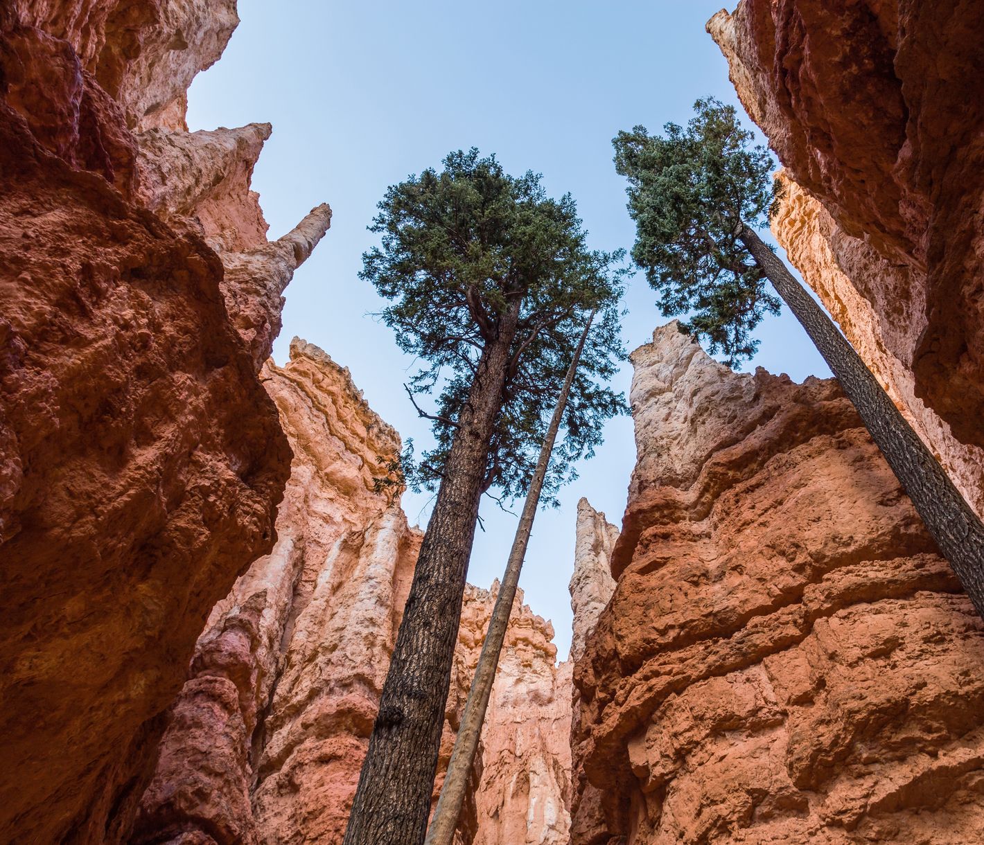 Bryce Canyon, ein Labyrinth aus leuchtenden Hoodoos.