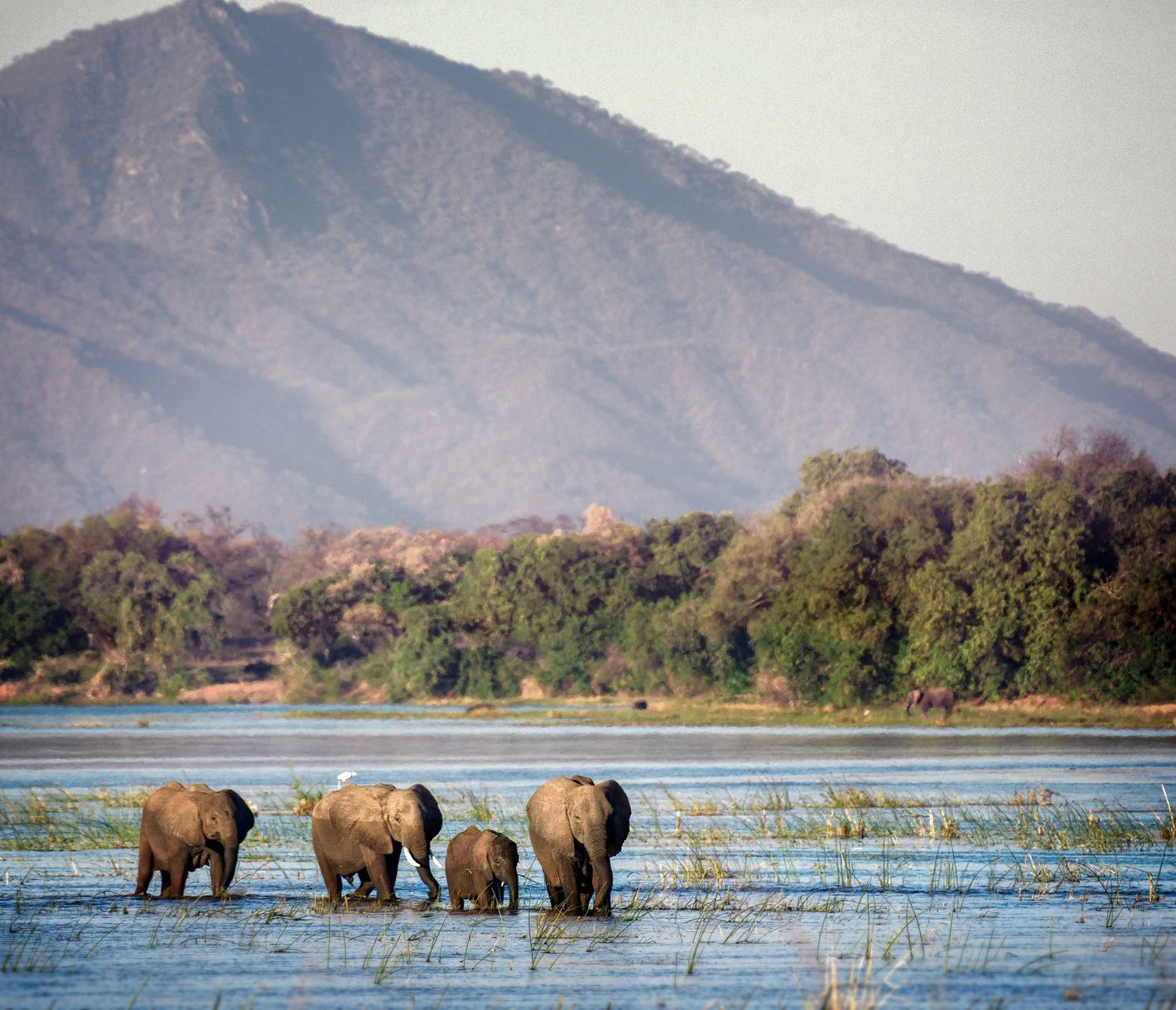 Le parc de Mana Pools est l'une des régions les plus riches en faune sauvage du Zimbabwe !