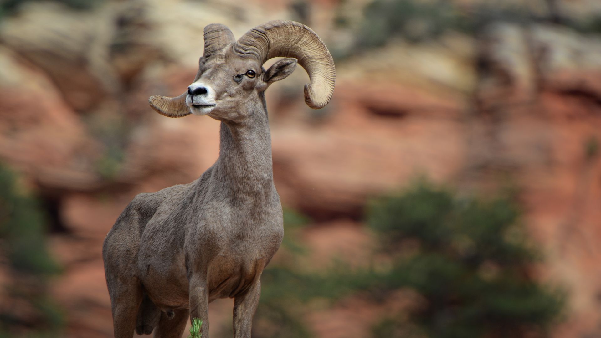 Les moutons du désert Bighorn vivent en été dans des régions chaudes et sèches.