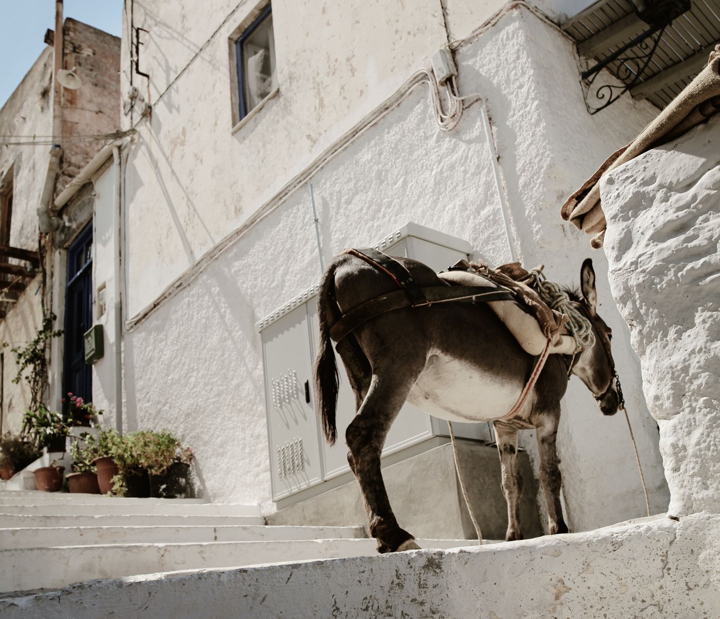 Esel in den Gassen von Ioulis, Insel Kea