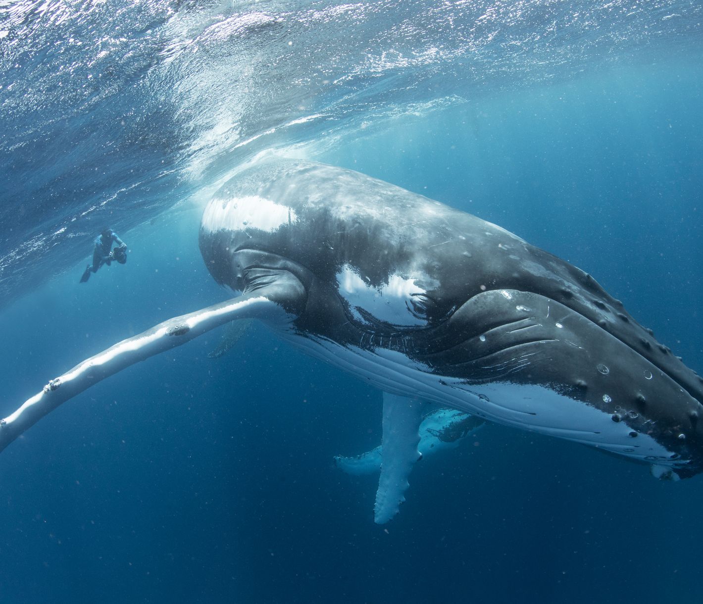 Schnorcheln mit Buckelwalen