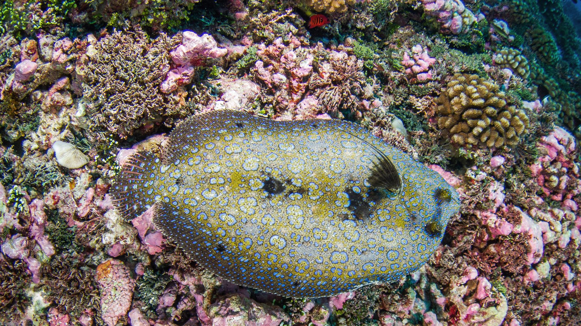 Un monde sous-marin intacte et diversifié, bienvenue aux Tuamotu