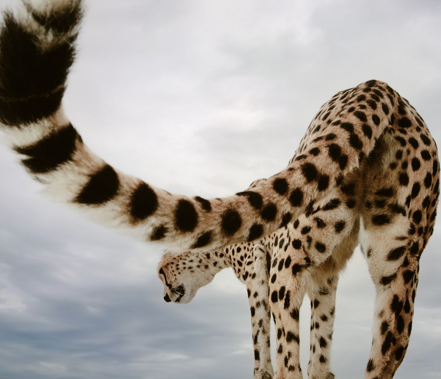 Geparden, die schnellsten Landtiere der Welt, fühlen sich wohl in den Ebenen der Mara.
