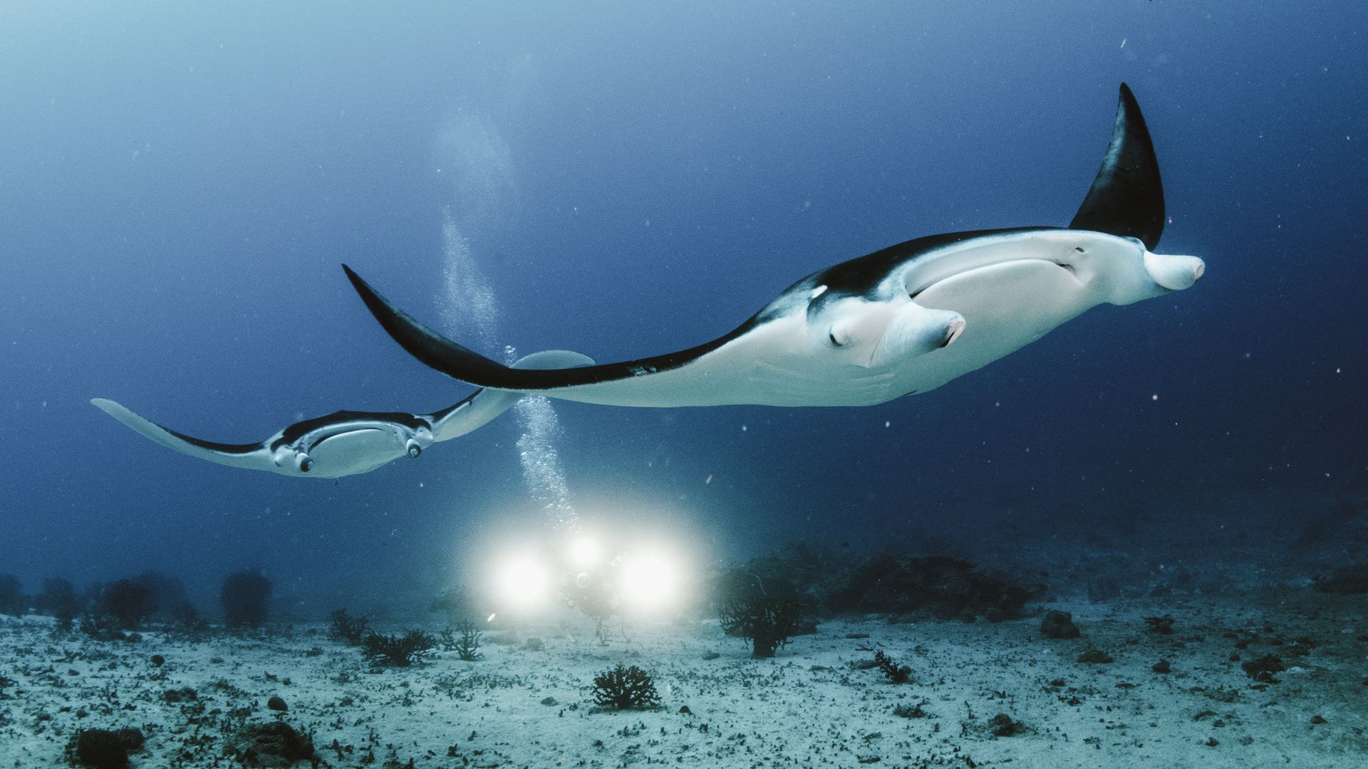 Majestätische Mantas – Begegnung in der Tiefe