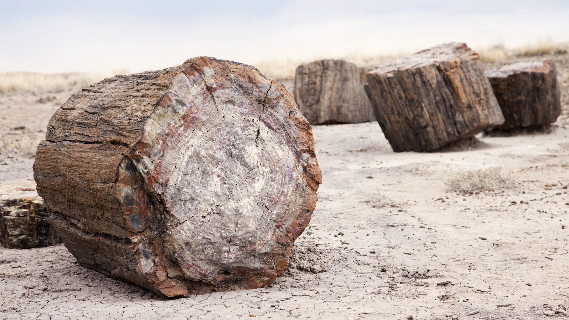 Le Parc National Petrified Forest, situé près de la ville de Holbrook, est un véritable trésor géologique.