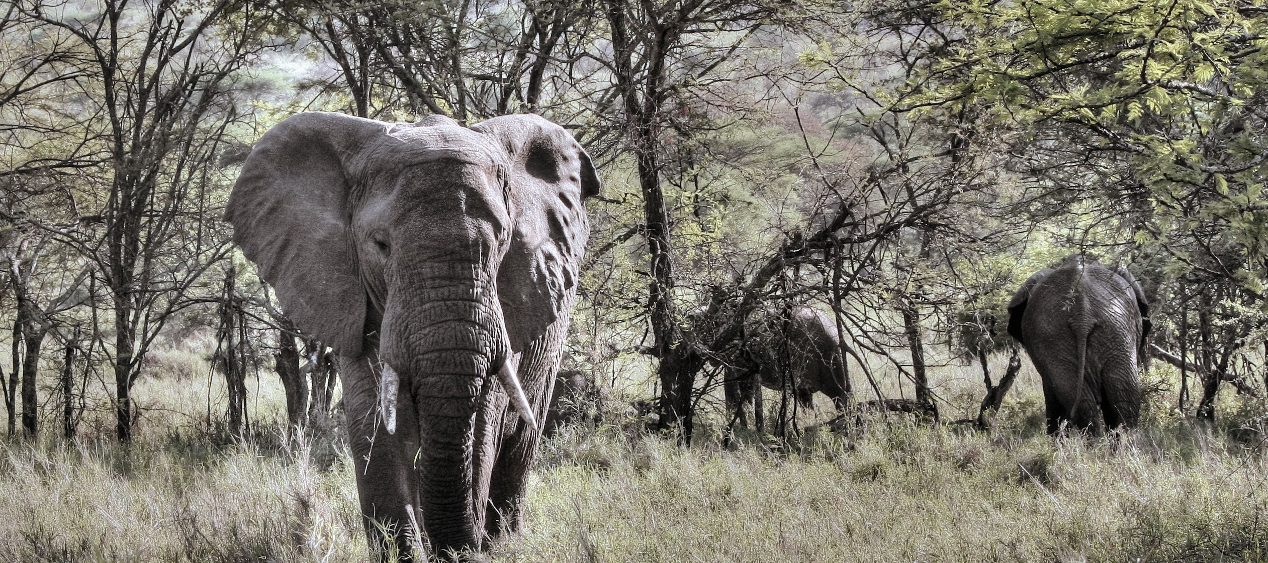 Elefanten auf der Nahrungssuche in der Serengeti