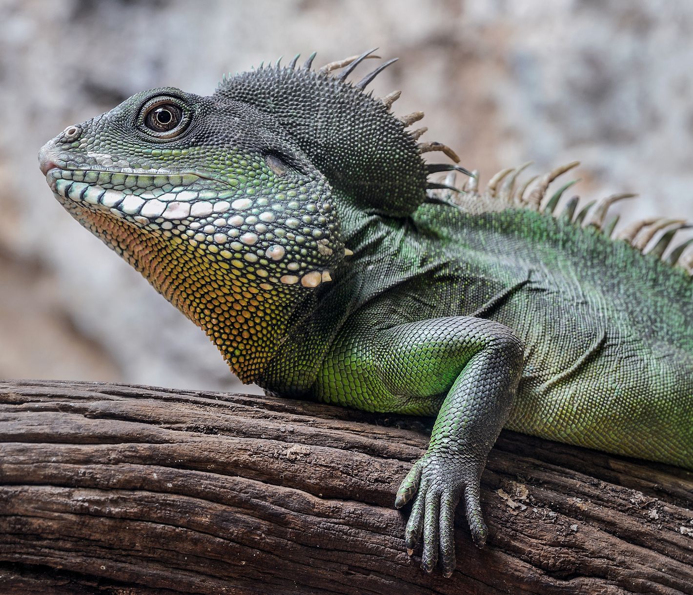 Der Chinesische Wasserdrache ist entgegen seinem Namen eine scheue Kreatur.