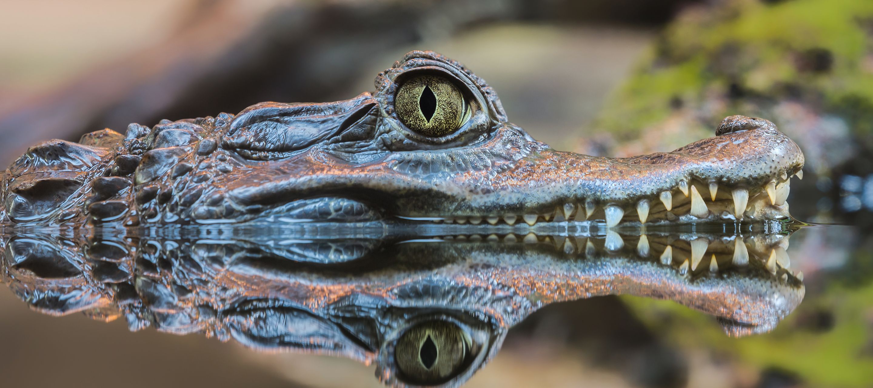 Luege, lose – vielleicht doch nicht springen?