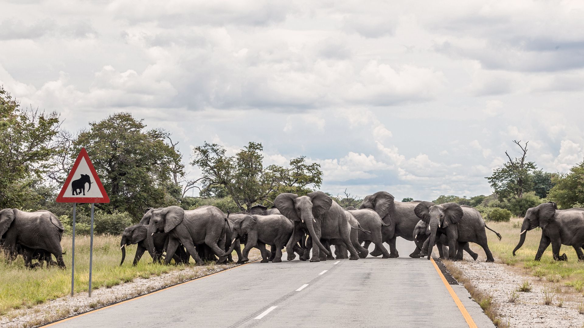 Cette famille d'éléphants montre l'importance d'un panneau de signalisation.