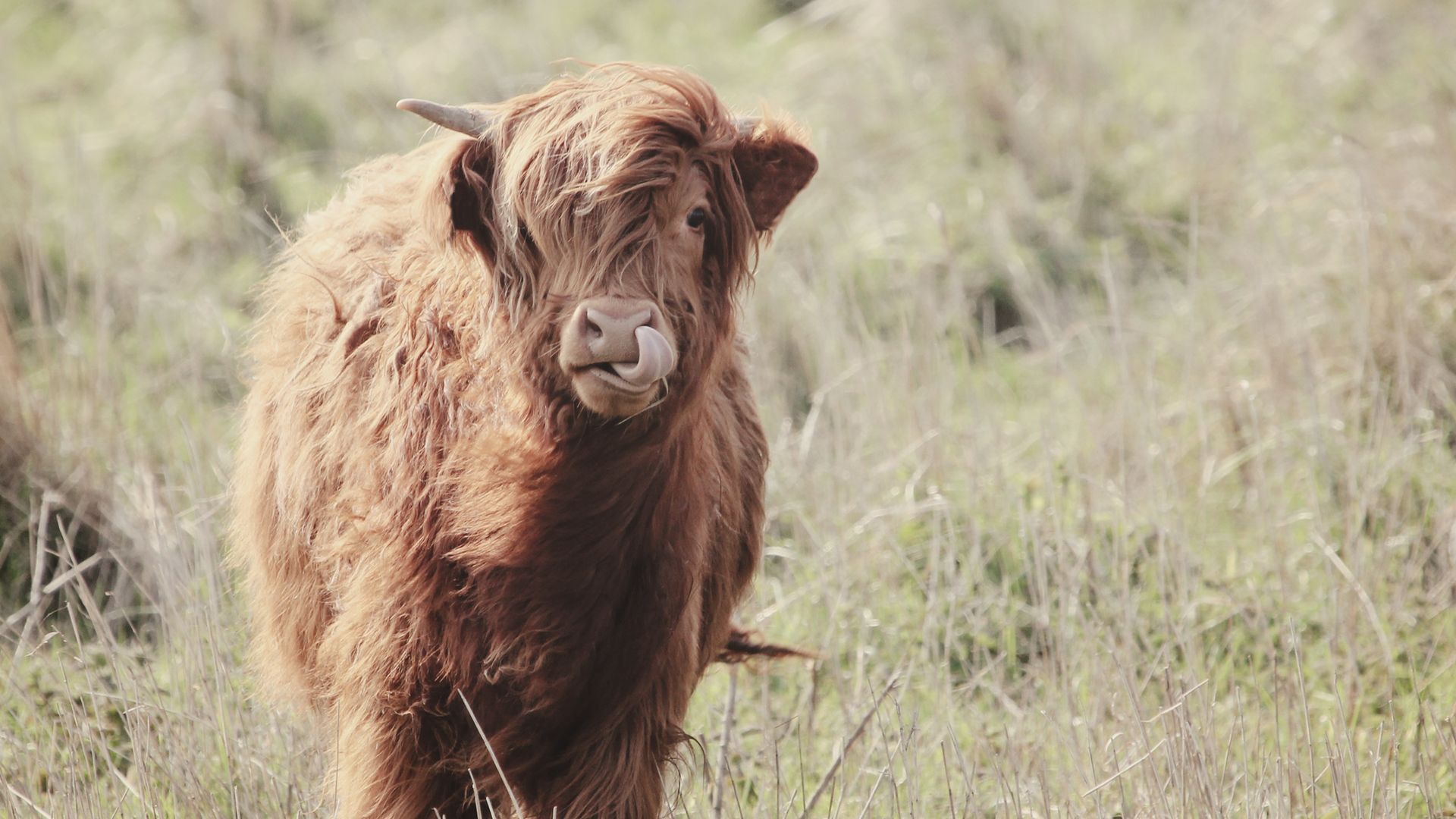 Das Hochlandrind im Friesland