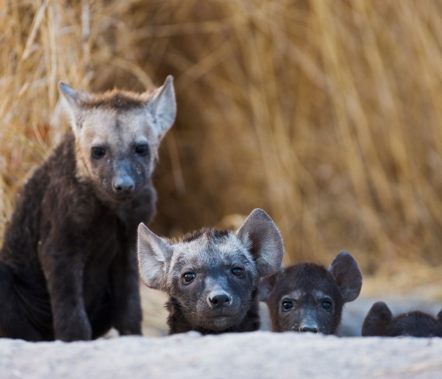 Des bébés hyènes curieux regardent l'objectif de la caméra d'un air incertain