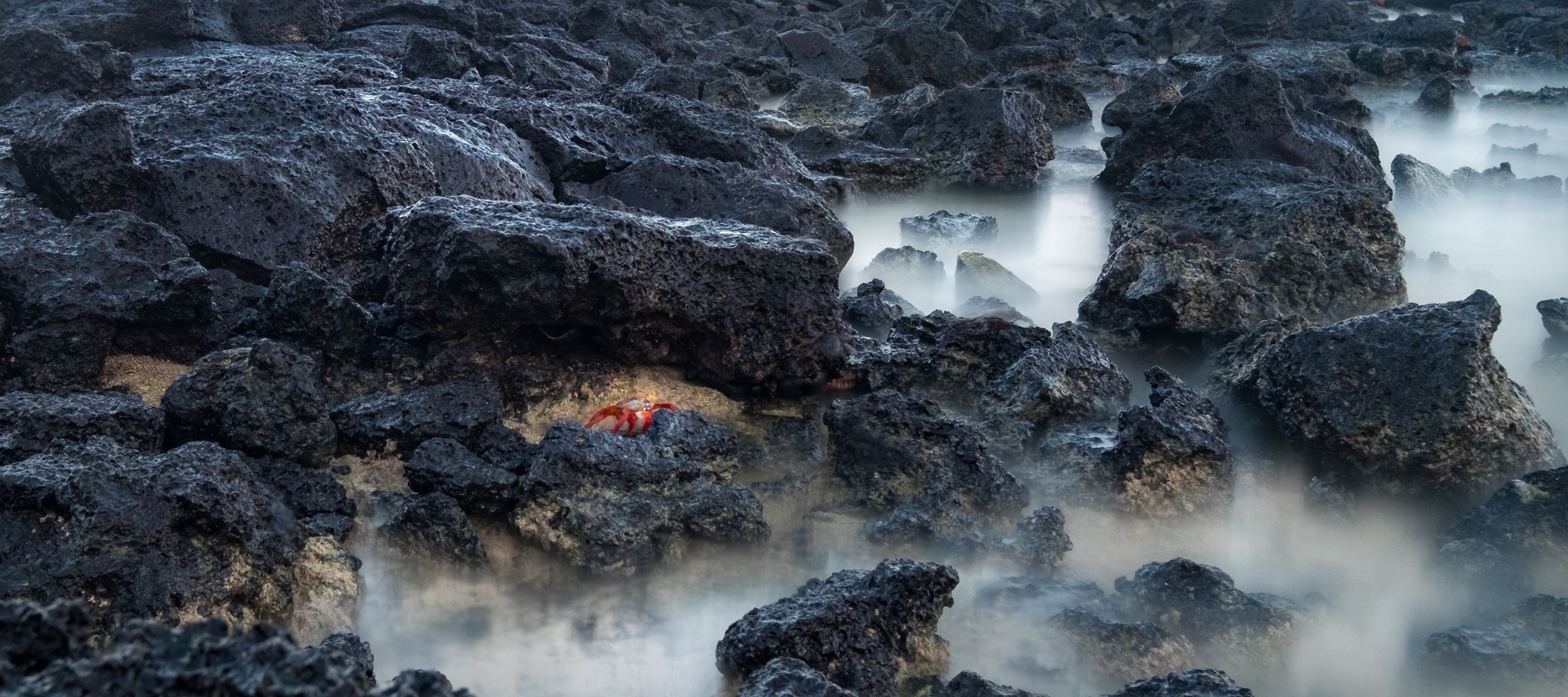 Was krabbelt denn da?