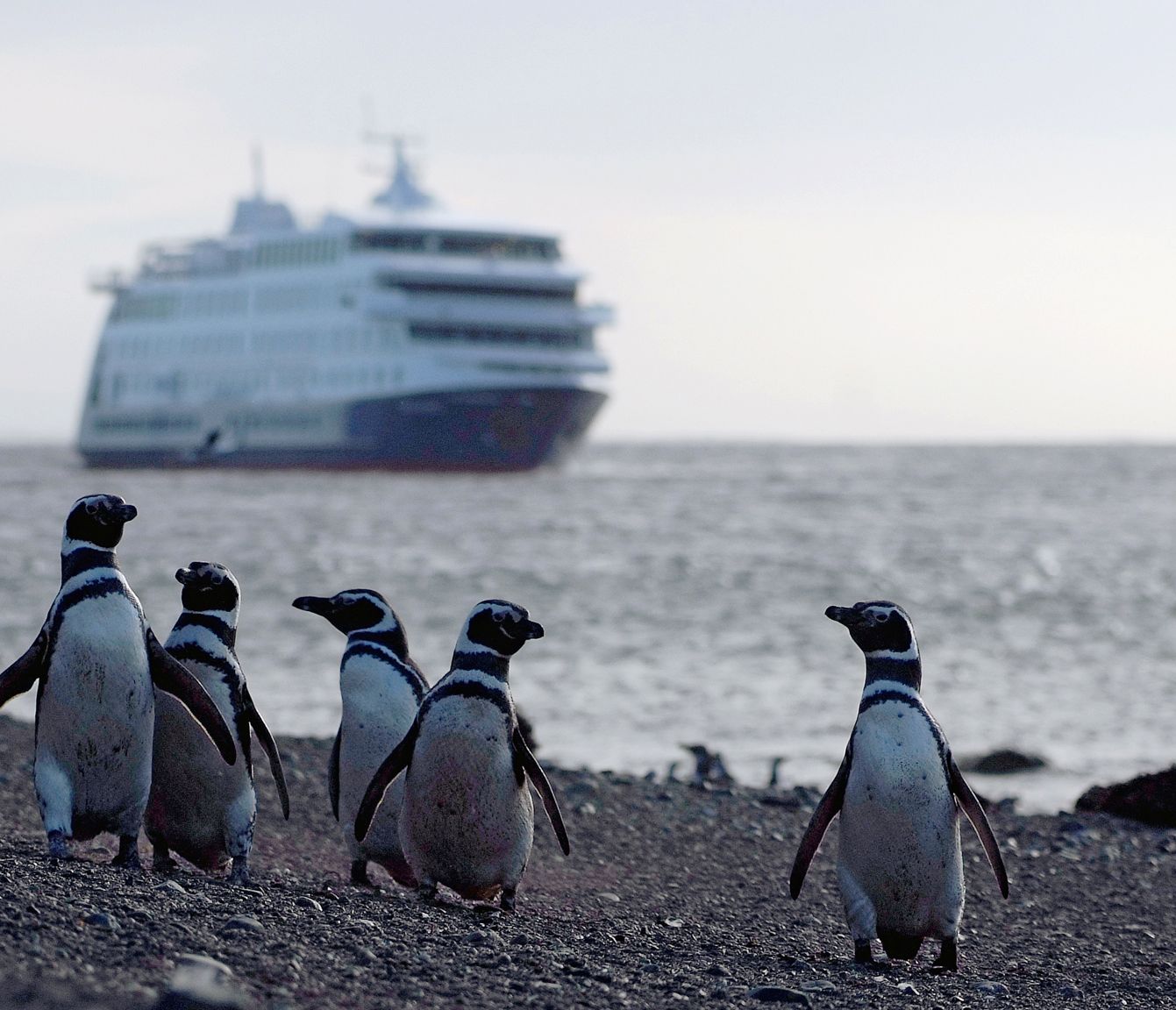 Auf der Insel Magdalena vor Punta Arenas können Sie die 60–70 cm grossen Pinguine beobachten.