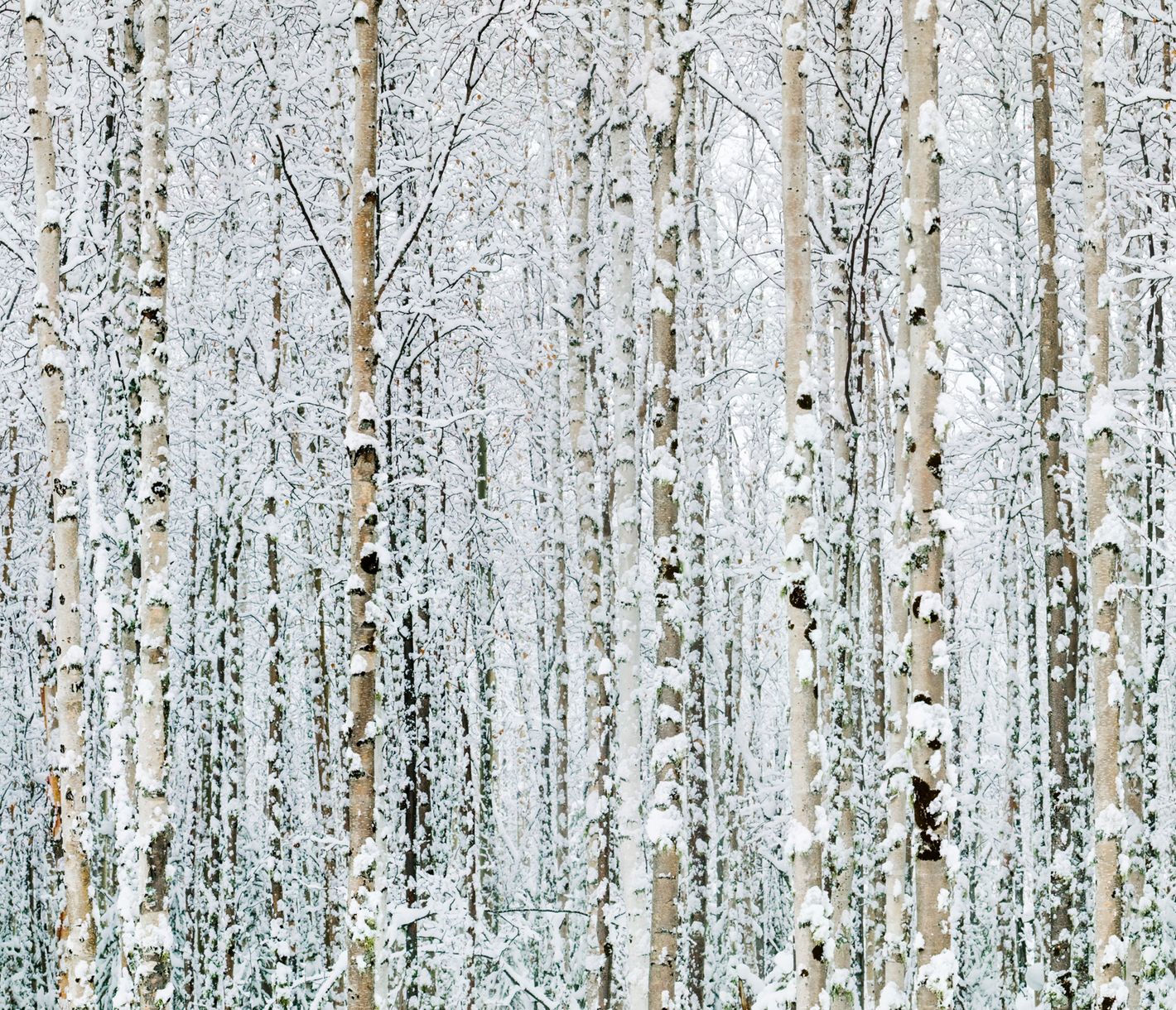 Tief verschneite Birkenwälder