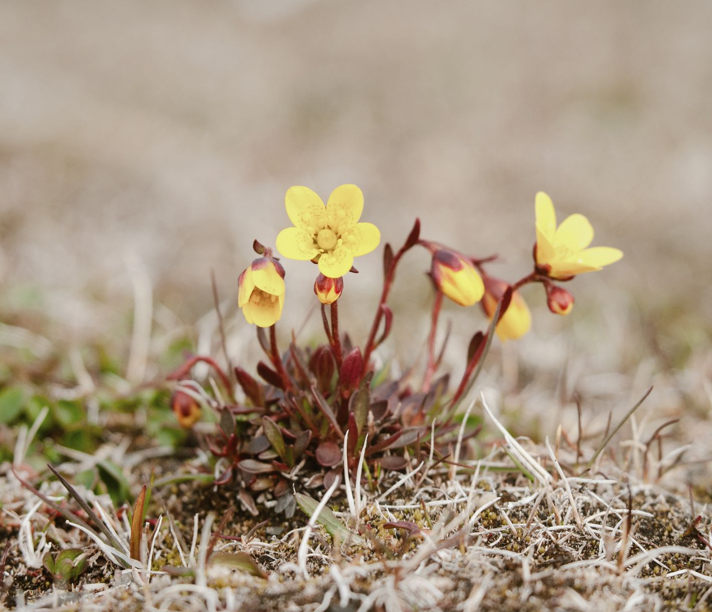 Flora auf Spitzbergen
