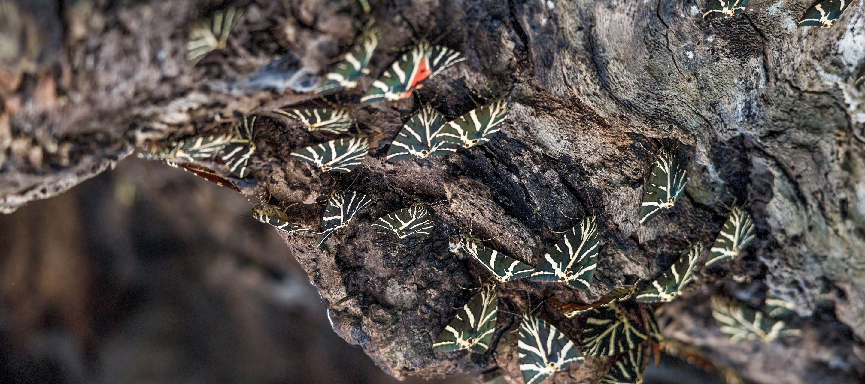 Das Schmetterlingstal von Rhodos