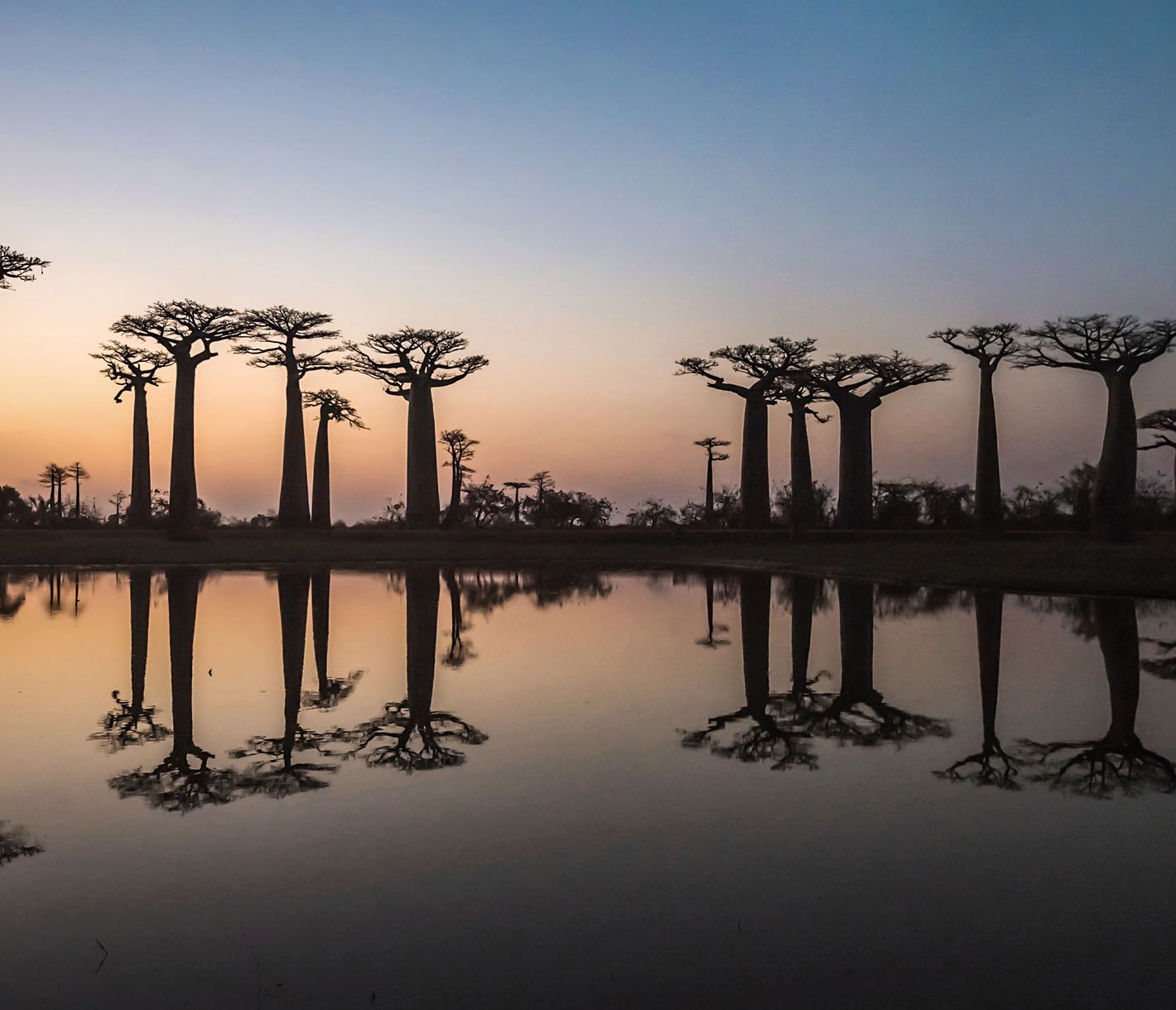 Die Baobab-Allee in der Nähe von Morondava kurz nach Sonnenuntergang