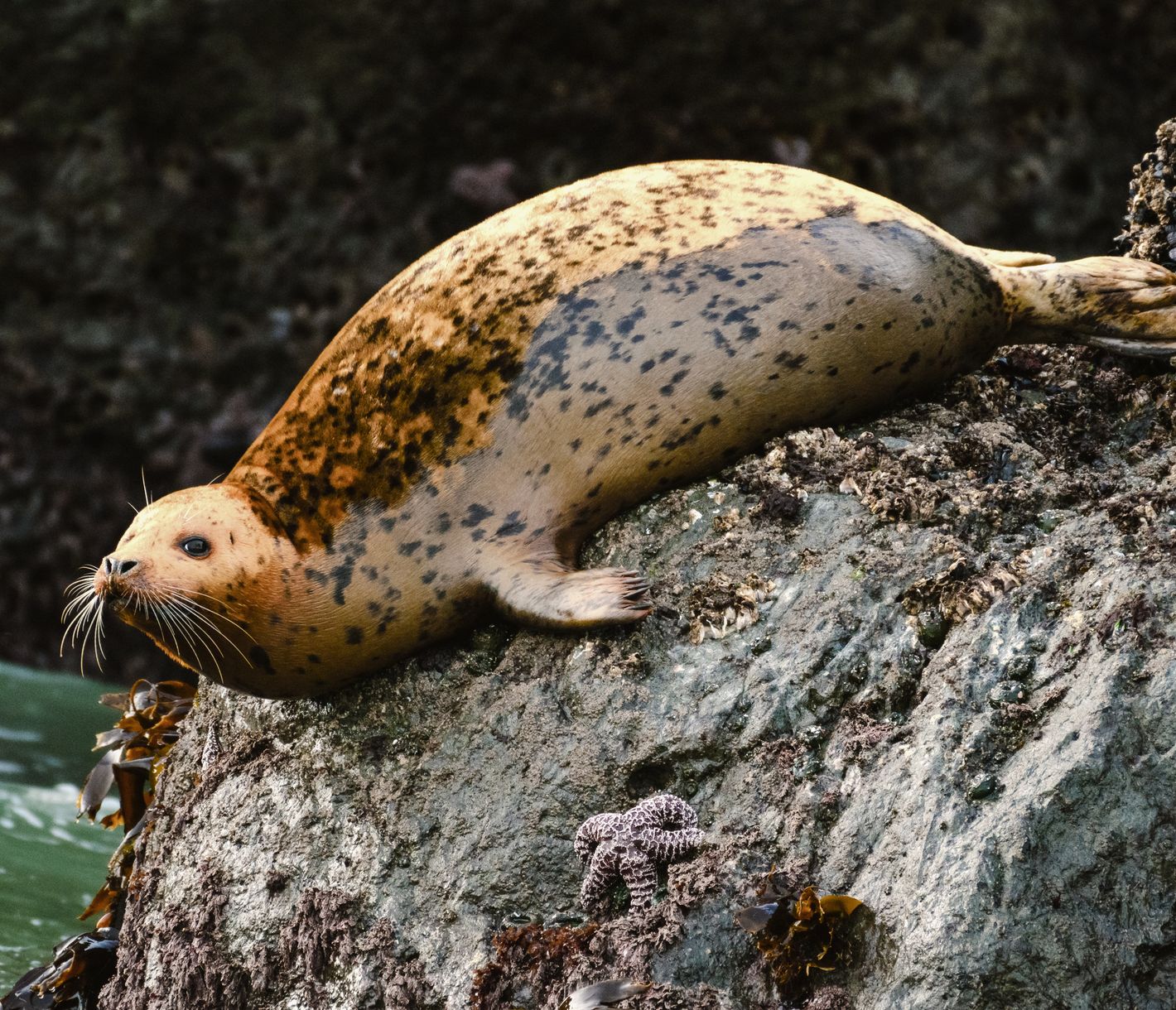 An der Oregon Coast gibt es immer wieder Seehunde zu beobachten.